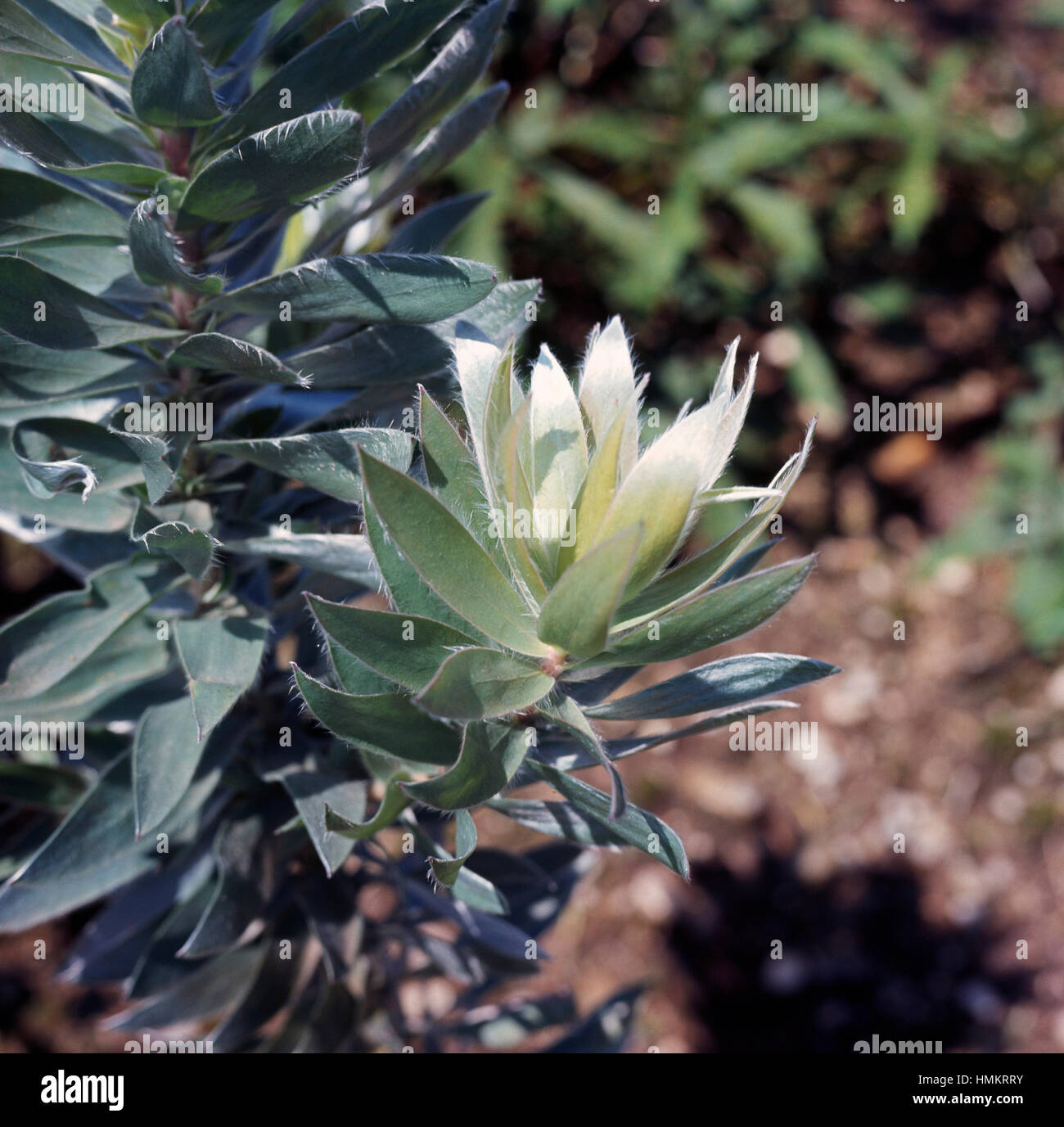 Silver Tree Silver Leaf Tree Witteboom Or Silwerboom Leucadendron Argenteum Foliage Proteaceae Stock Photo Alamy Silver Tree Silver Leaf Tree Witteboom Or Silwerboom Leucadendron Argenteum Foliage Proteaceae Stock Photo Alamy