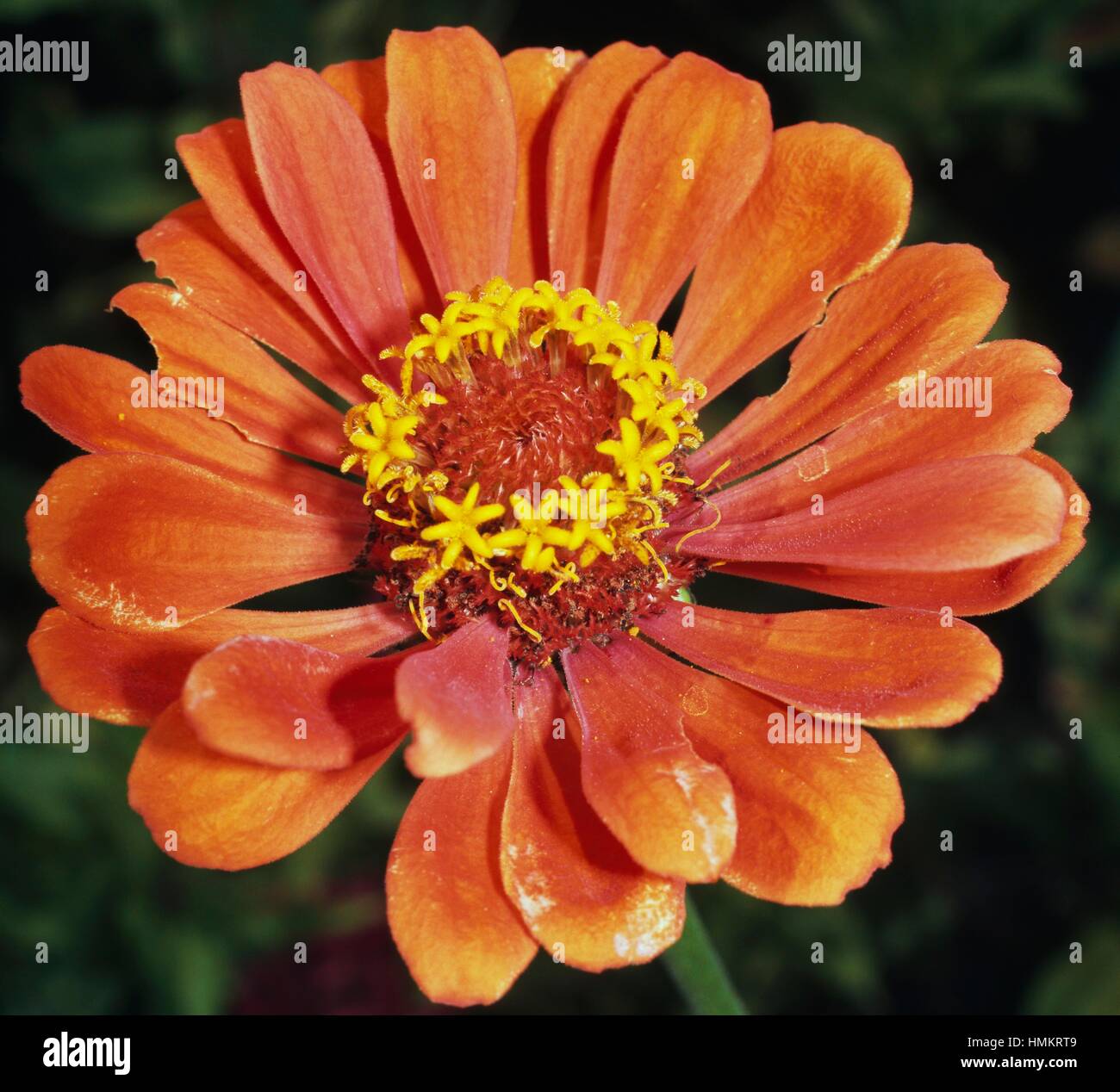 Zinnia orange (Zinnia sp), Asteraceae. Stock Photo