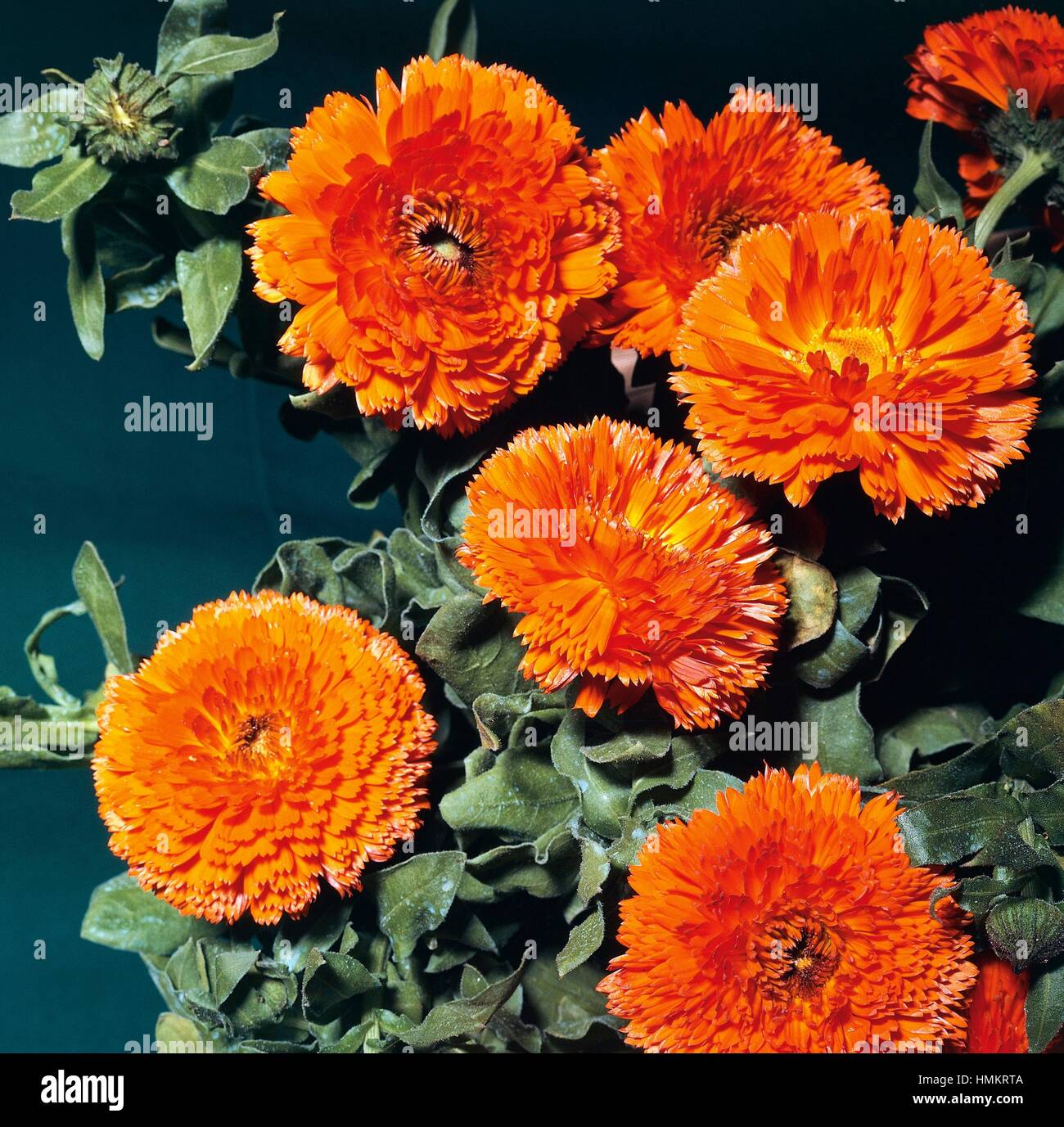 Double flowered common marigold hi-res stock photography and images - Alamy