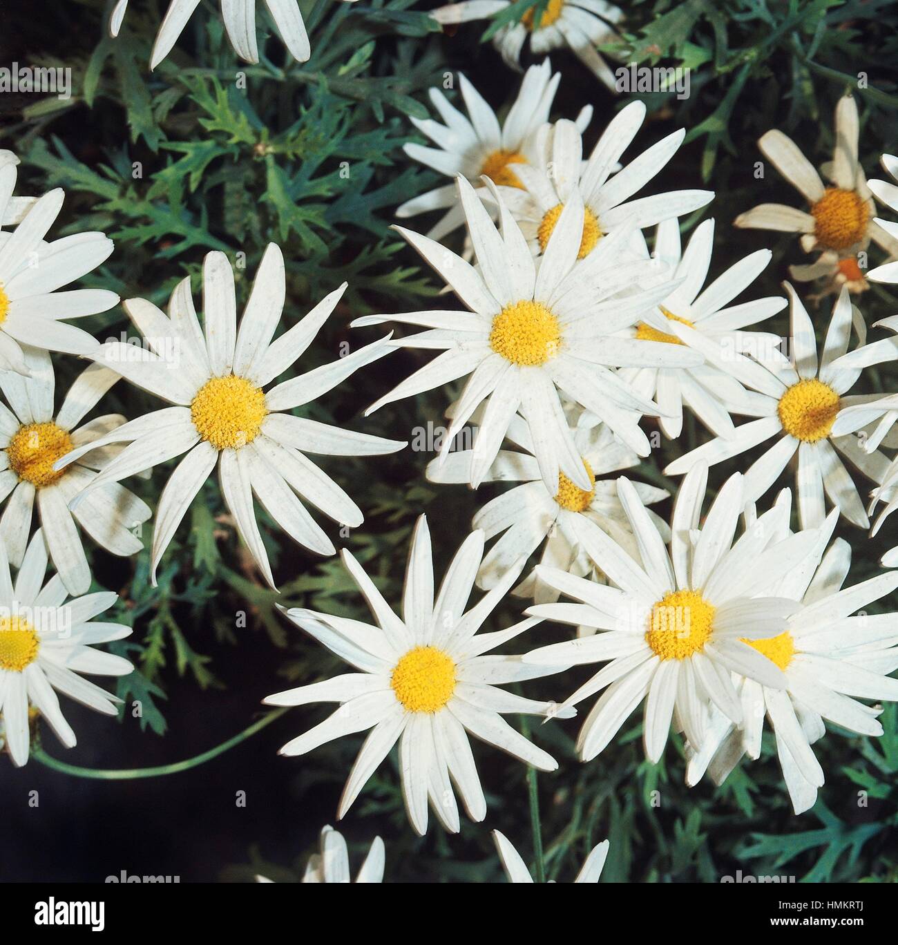 Common daisy (Bellis perennis), Asteraceae. Stock Photo