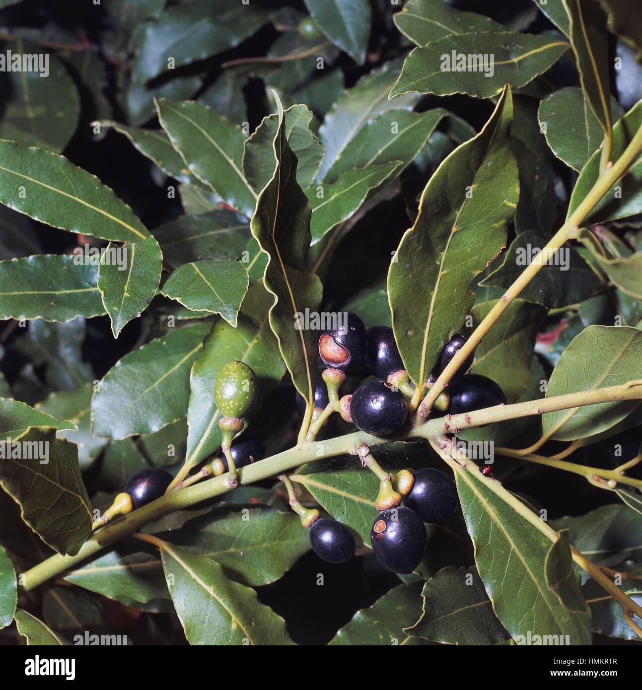 Branch with berries, Bay Laurel (Laurus nobilis), Lauraceae Stock Photo