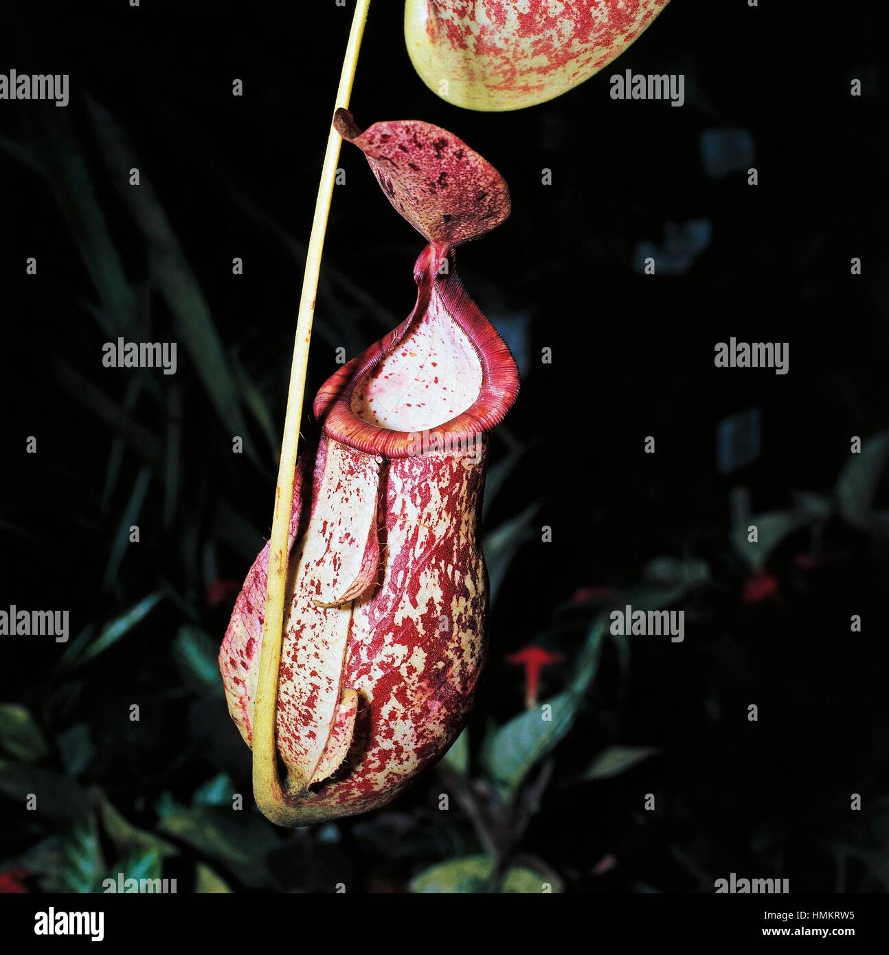 Nepenthes x intermedia, Nepenthaceae. Stock Photo
