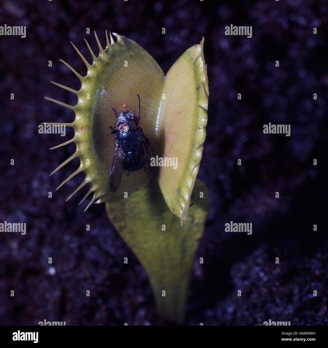 Venus Flytrap leaf with captured fly (Dionaea muscipula), Droseraceae. Stock Photo