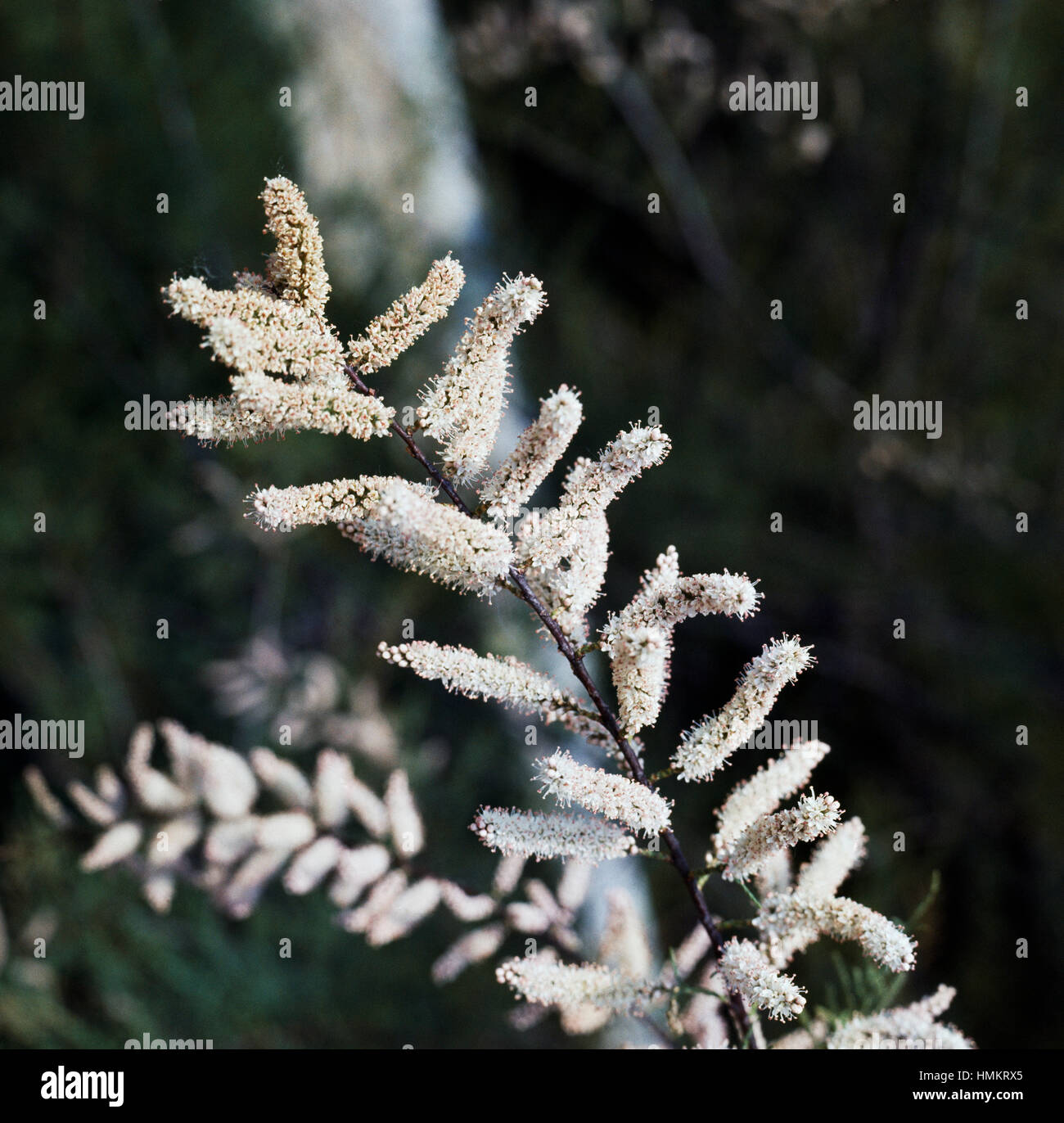 Tamarisk inflorescence (Tamarix pentandra), Tamaricaceae. Stock Photo