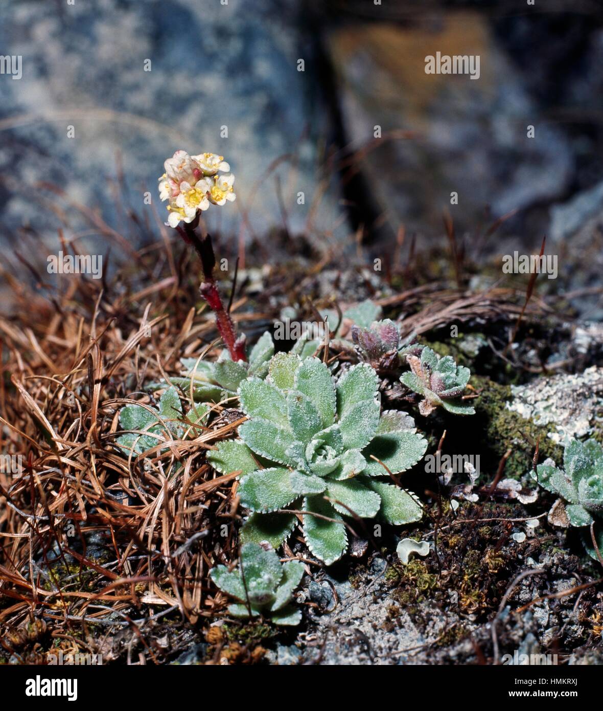 White mountain saxifrage (Saxifraga aizoon or Saxifraga paniculata), Sassifragaceae. Stock Photo