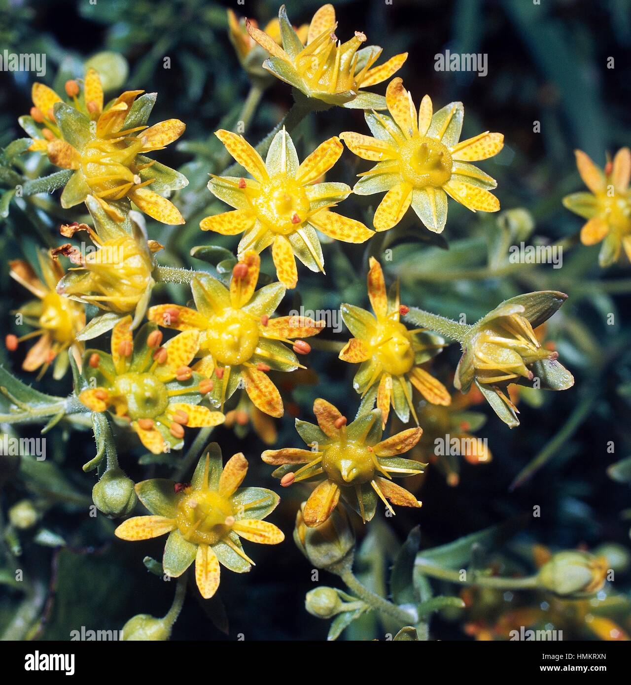 Yellow mountain saxifrage or Yellow saxifrage (Saxifraga aizoides), Saxifragaceae. Stock Photo