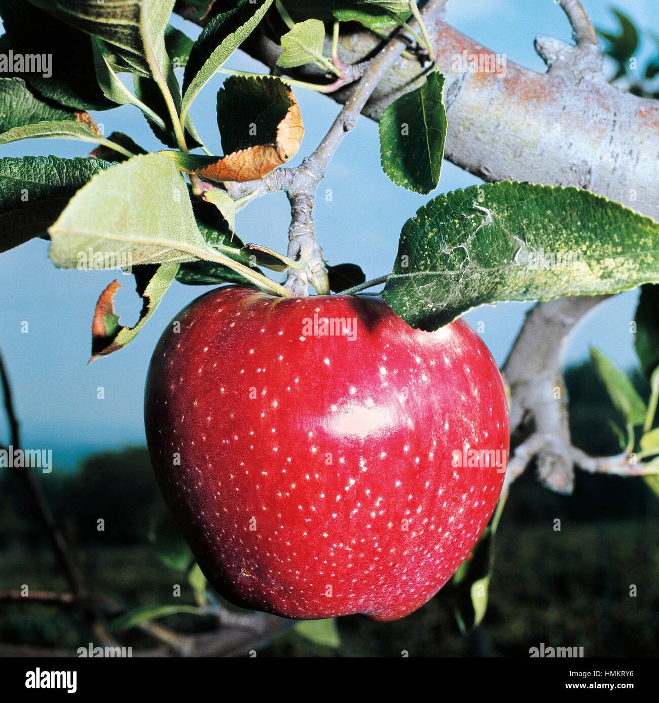Stark Delicious apple (Malus domestica), Rosaceae. Stock Photo