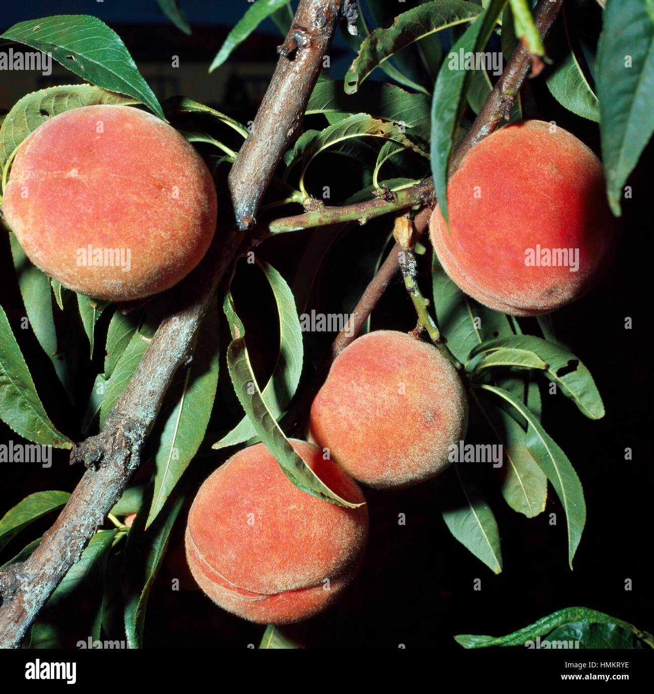 Peaches on a branch (Prunus persica), Rosaceae. Stock Photo