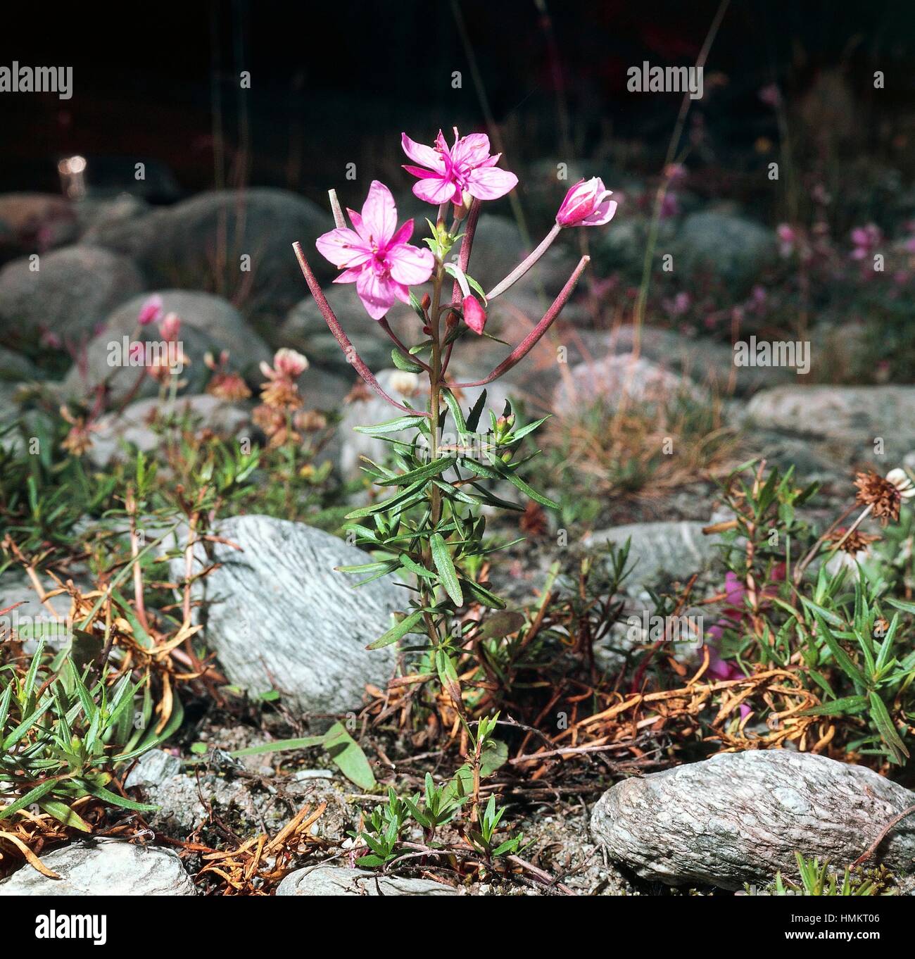 Alpine willowherb (Epilobium dodonaei rosmarinifolium), Onagraceae. Stock Photo