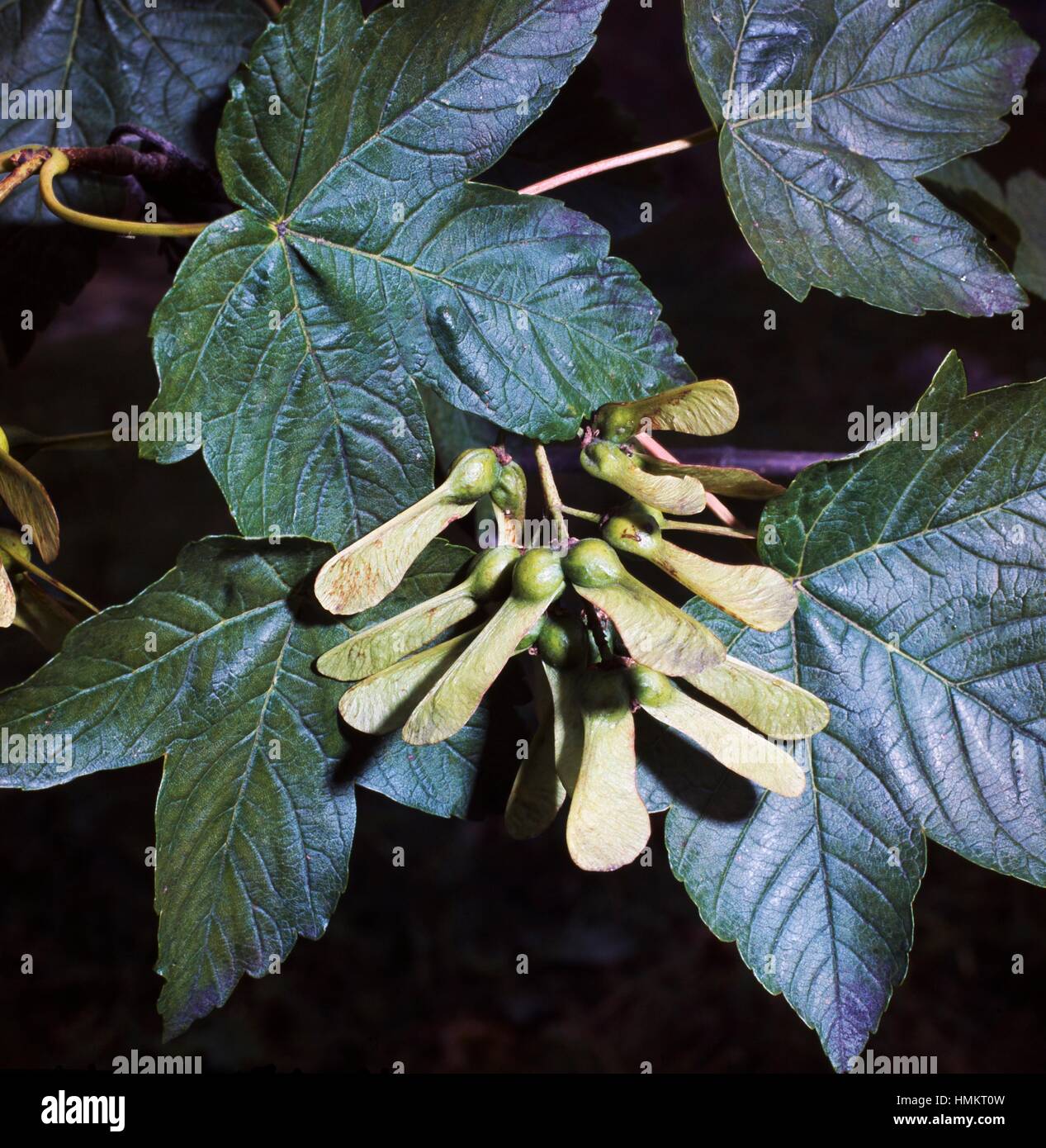 Sycamore Keys Stock Photos & Sycamore Keys Stock Images - Alamy