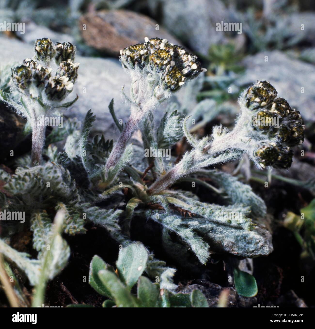 Dwarf Alpine Yarrow (Achillea nana), Asteraceae. Stock Photo