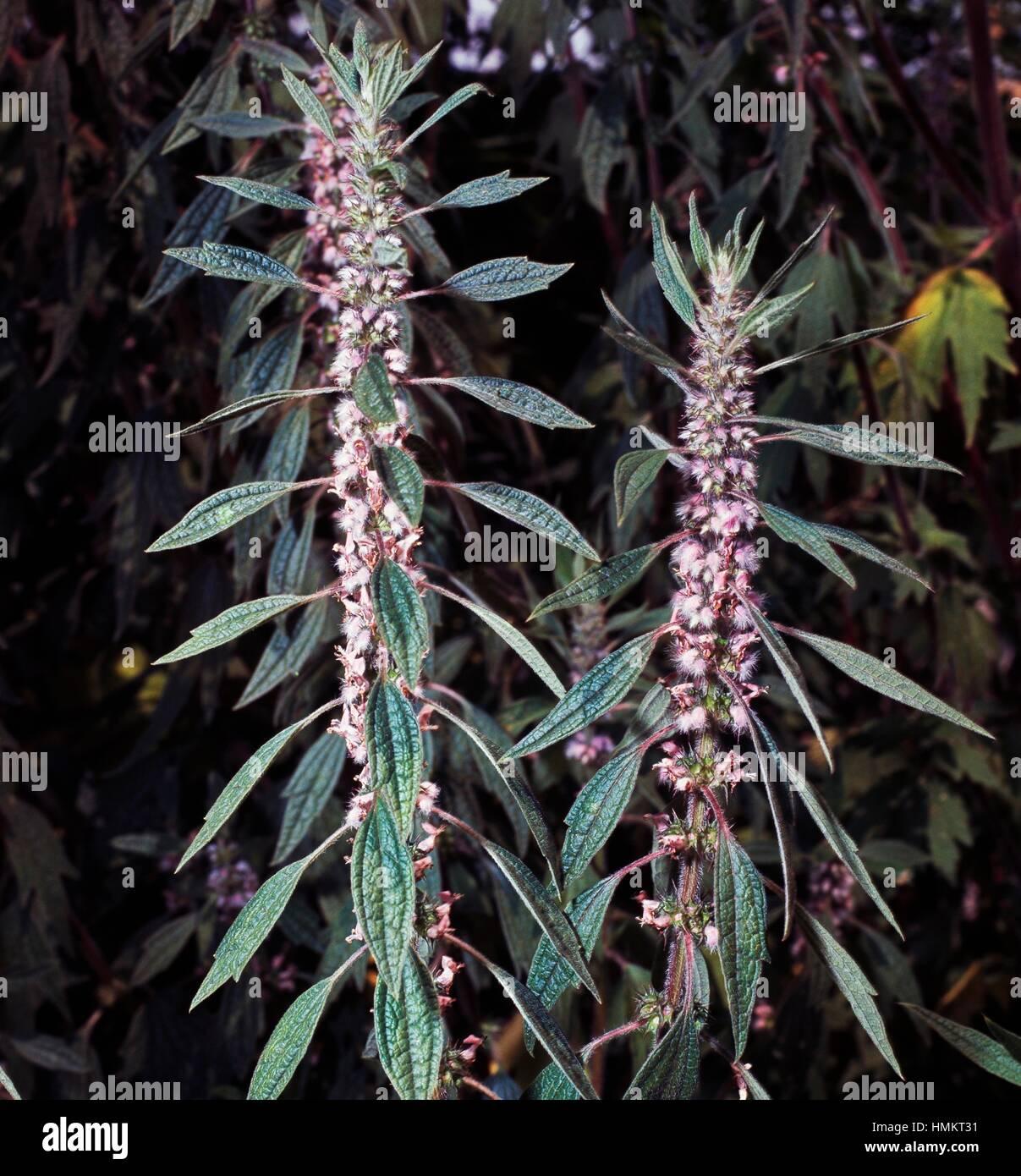 Motherwort in bloom (Leonurus cardiaca), Lamiaceae. Stock Photo