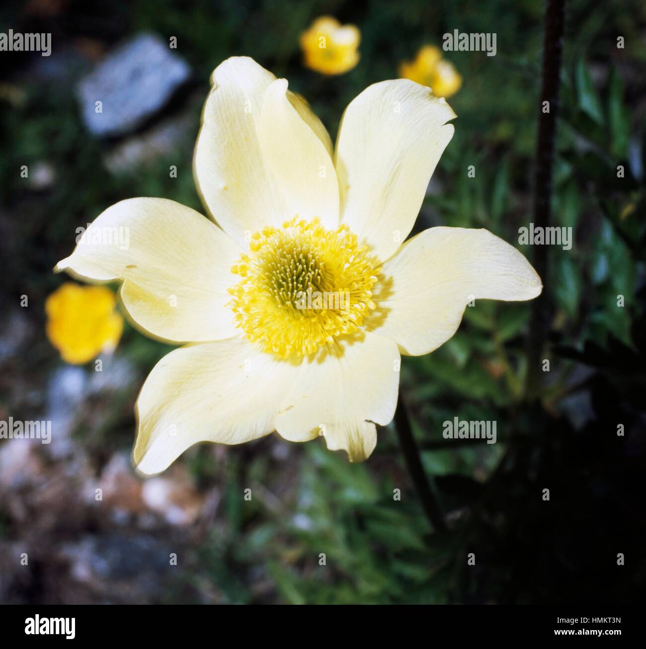 Alpine pasqueflower or alpine anemone (Pulsatilla alpina sulphurea), Ranunculaceae. Stock Photo
