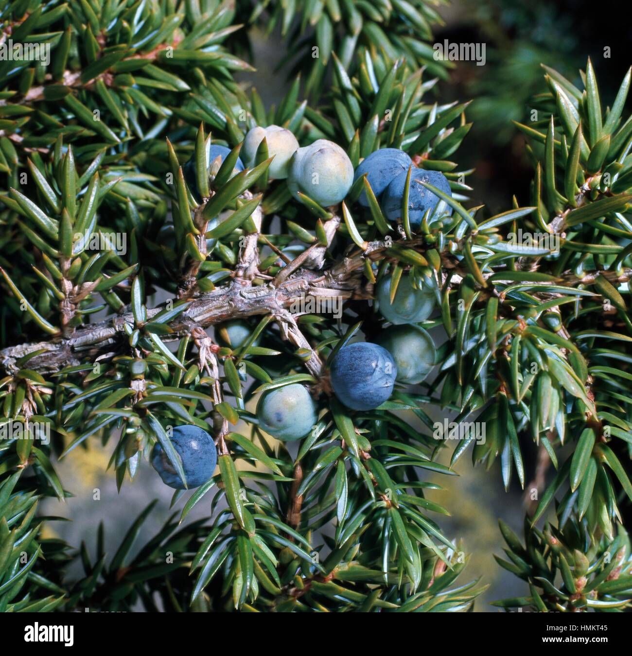 Red juniper berries (Juniperus oxycedrus), Cupressaceae Stock Photo - Alamy