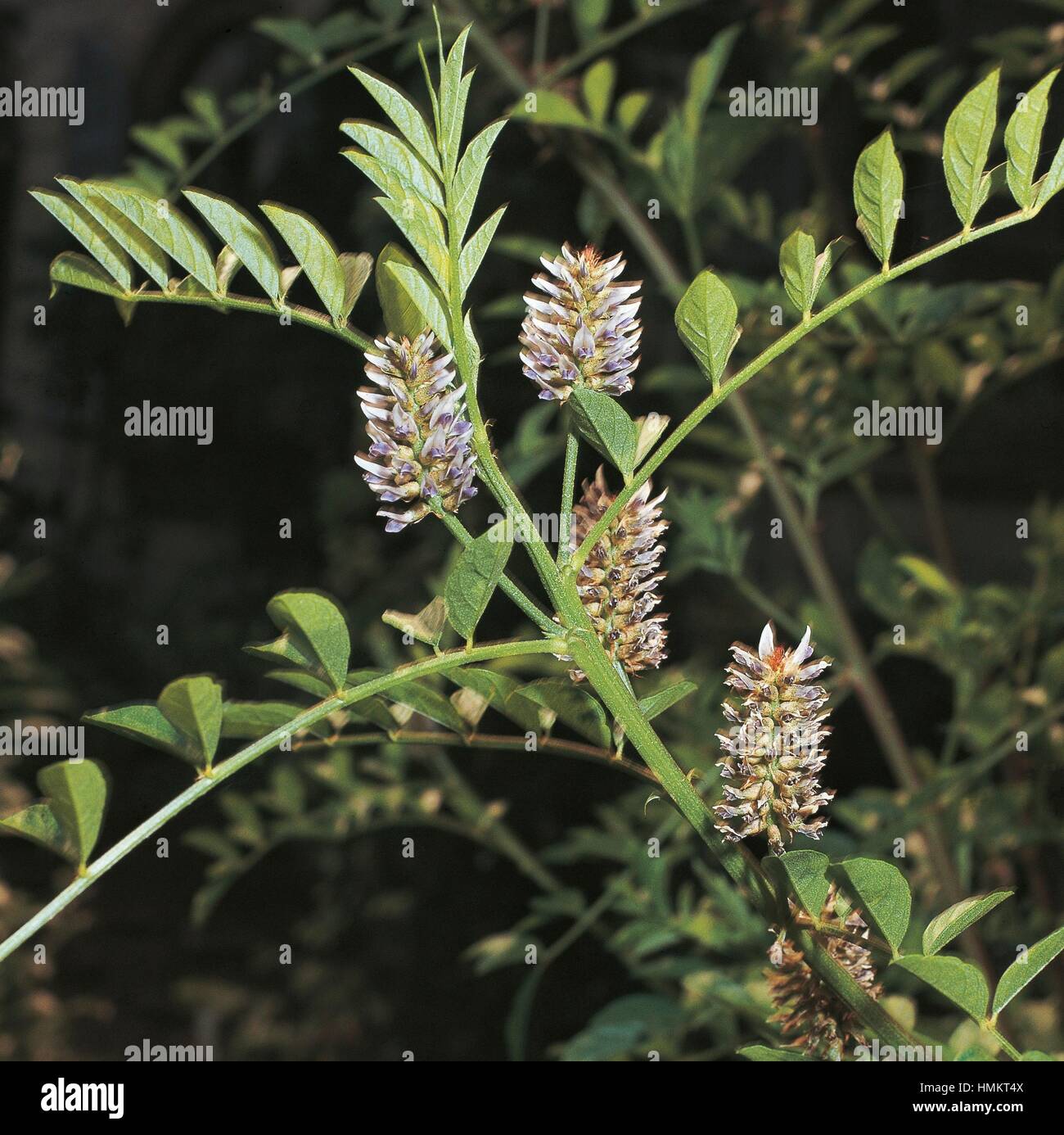 European licorice (Glycyrrhiza glabra), Fabaceae Stock Photo Alamy