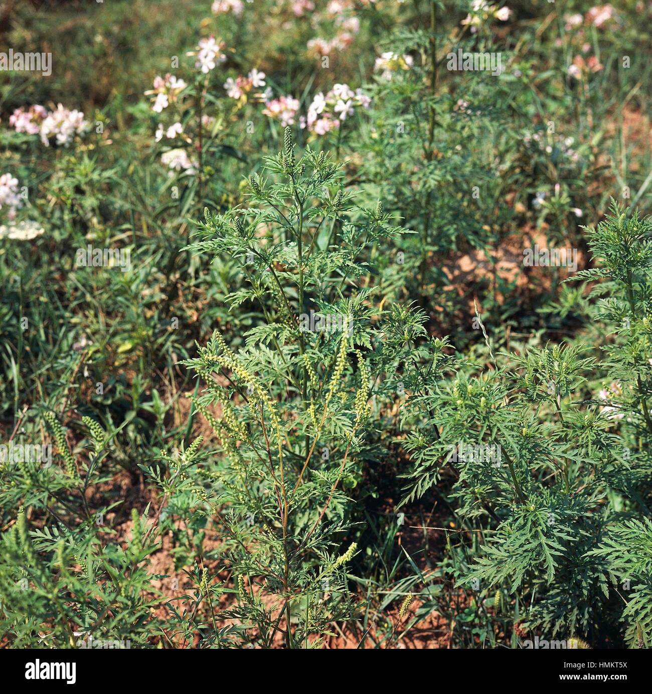 Common ragweed (Ambrosia artemisiifolia or Ambrosia elatior ...
