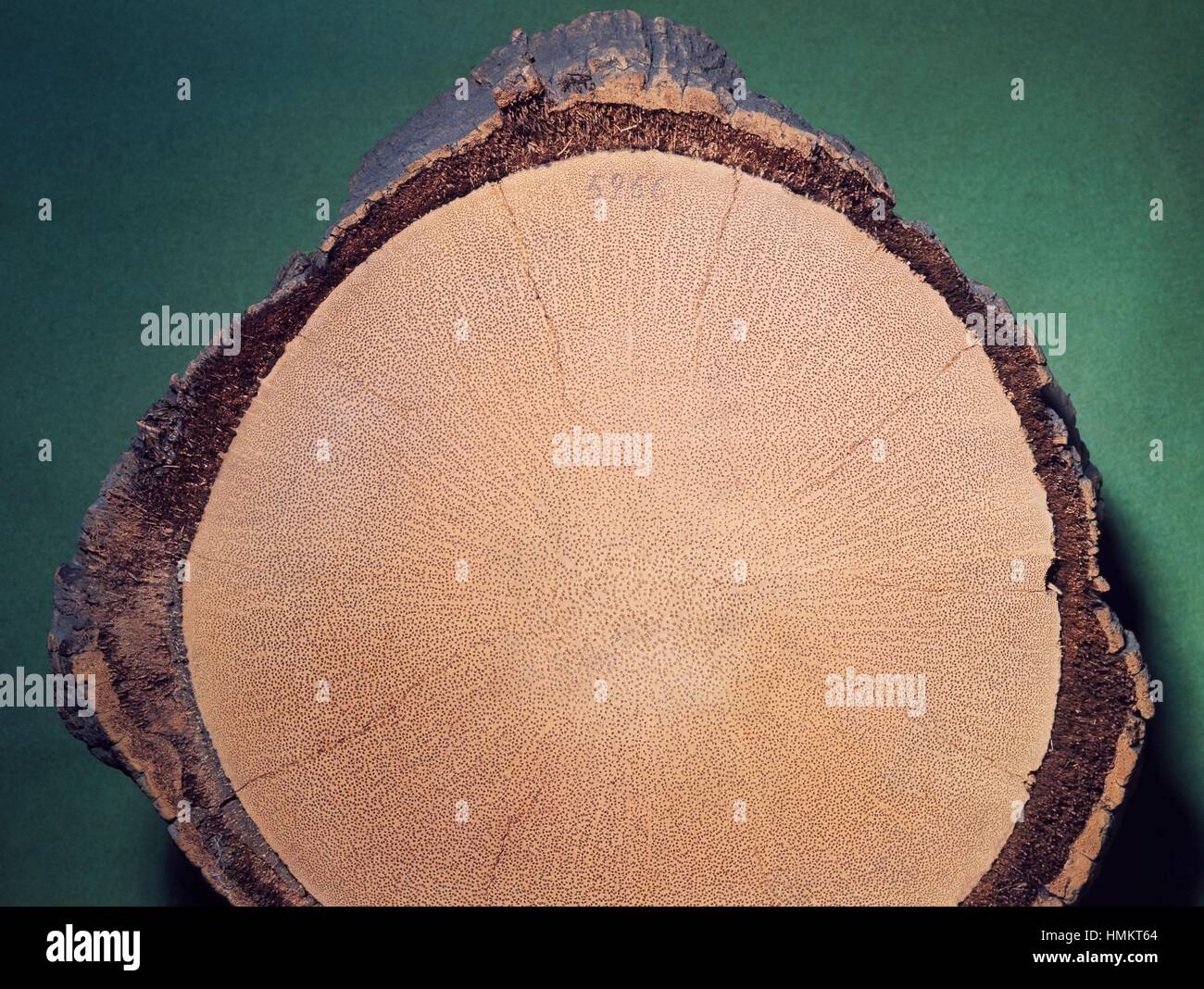 Cross section of a Date Palm trunk (Phoenix dactylifera), Arecaceae. Stock Photo