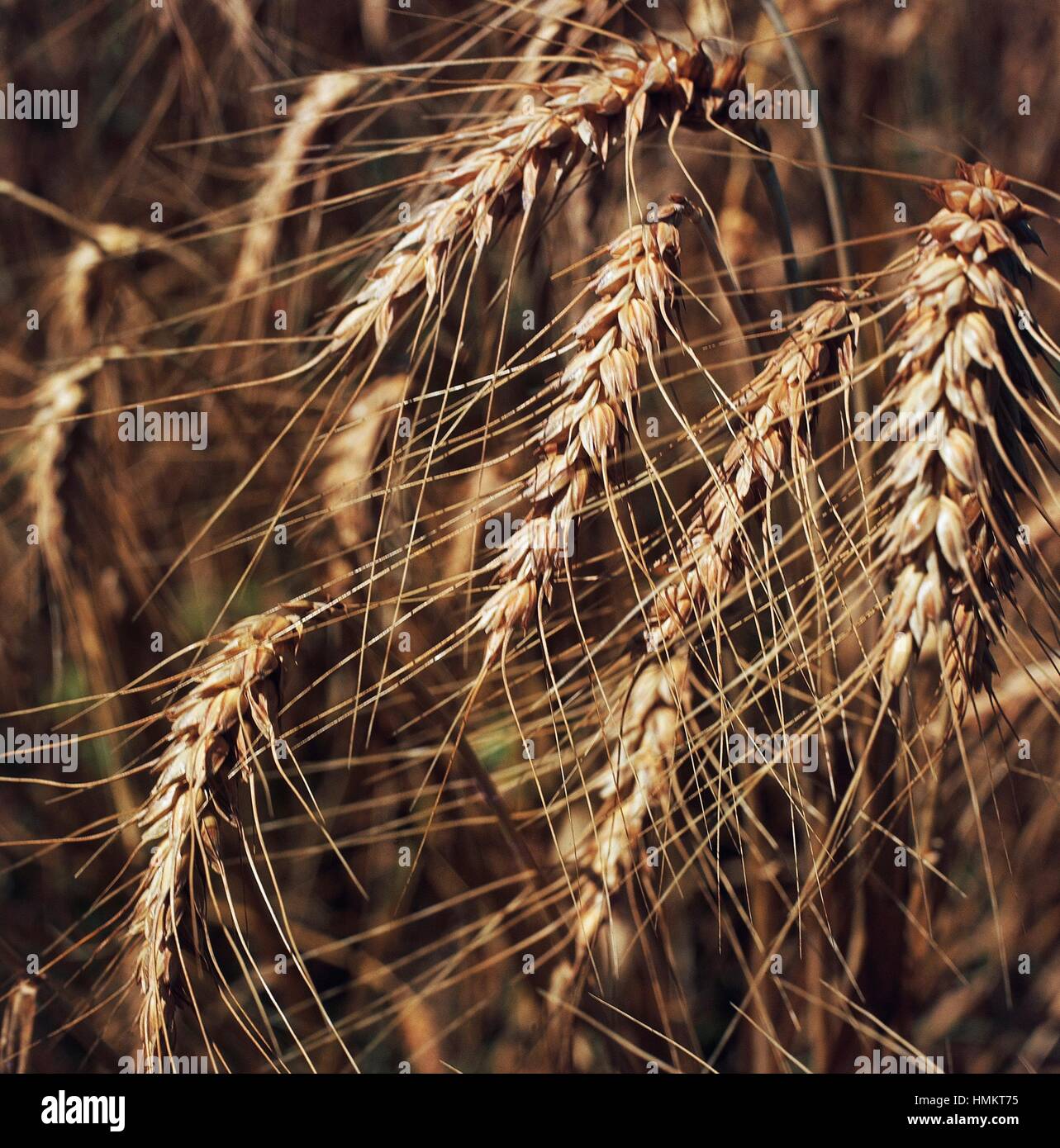 Ears of Common Wheat or Bread Wheat (Triticum aestivum or Triticum ...