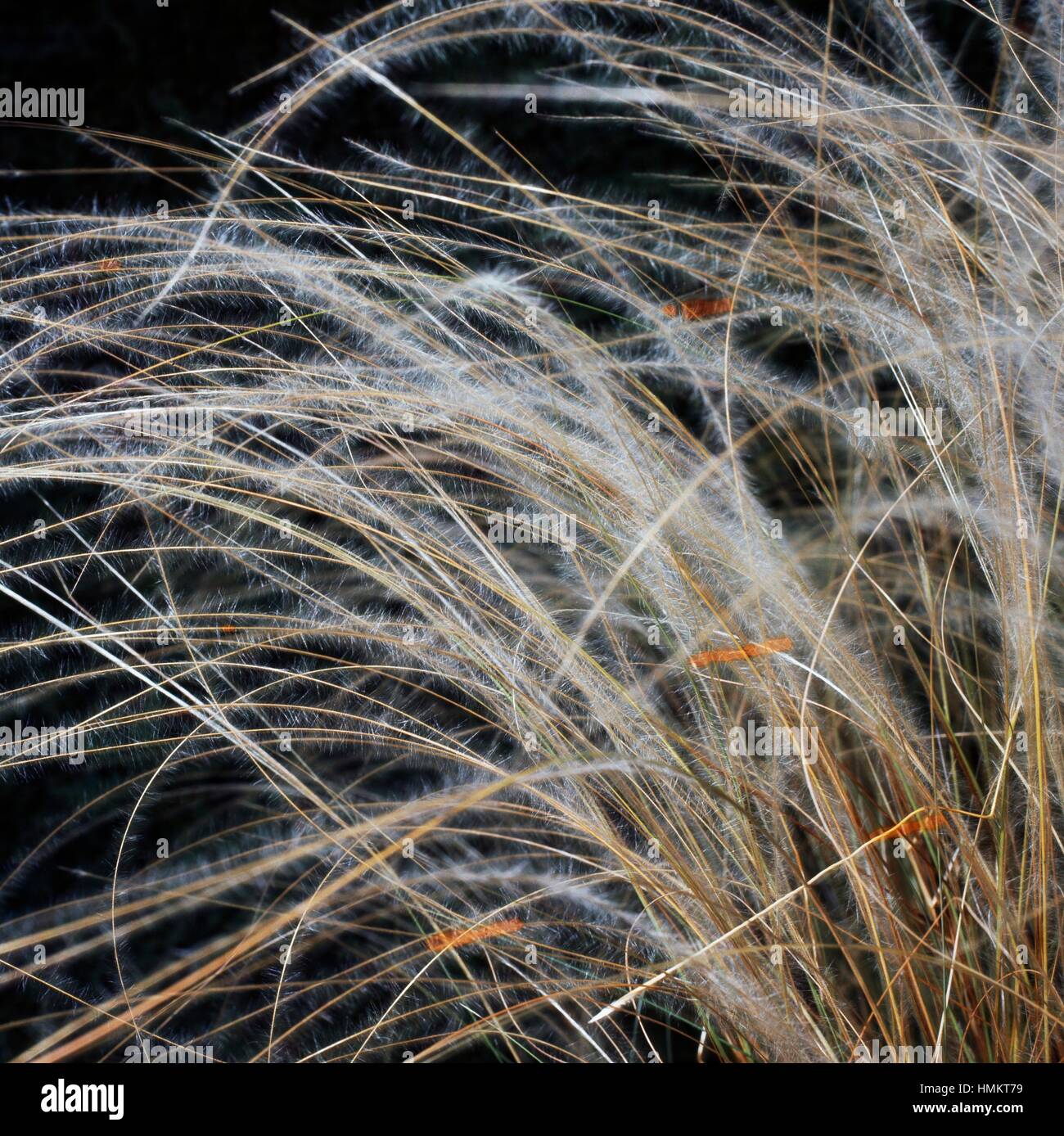 Feather Grass (Stipa pennata), Poaceae. Detail. Stock Photo