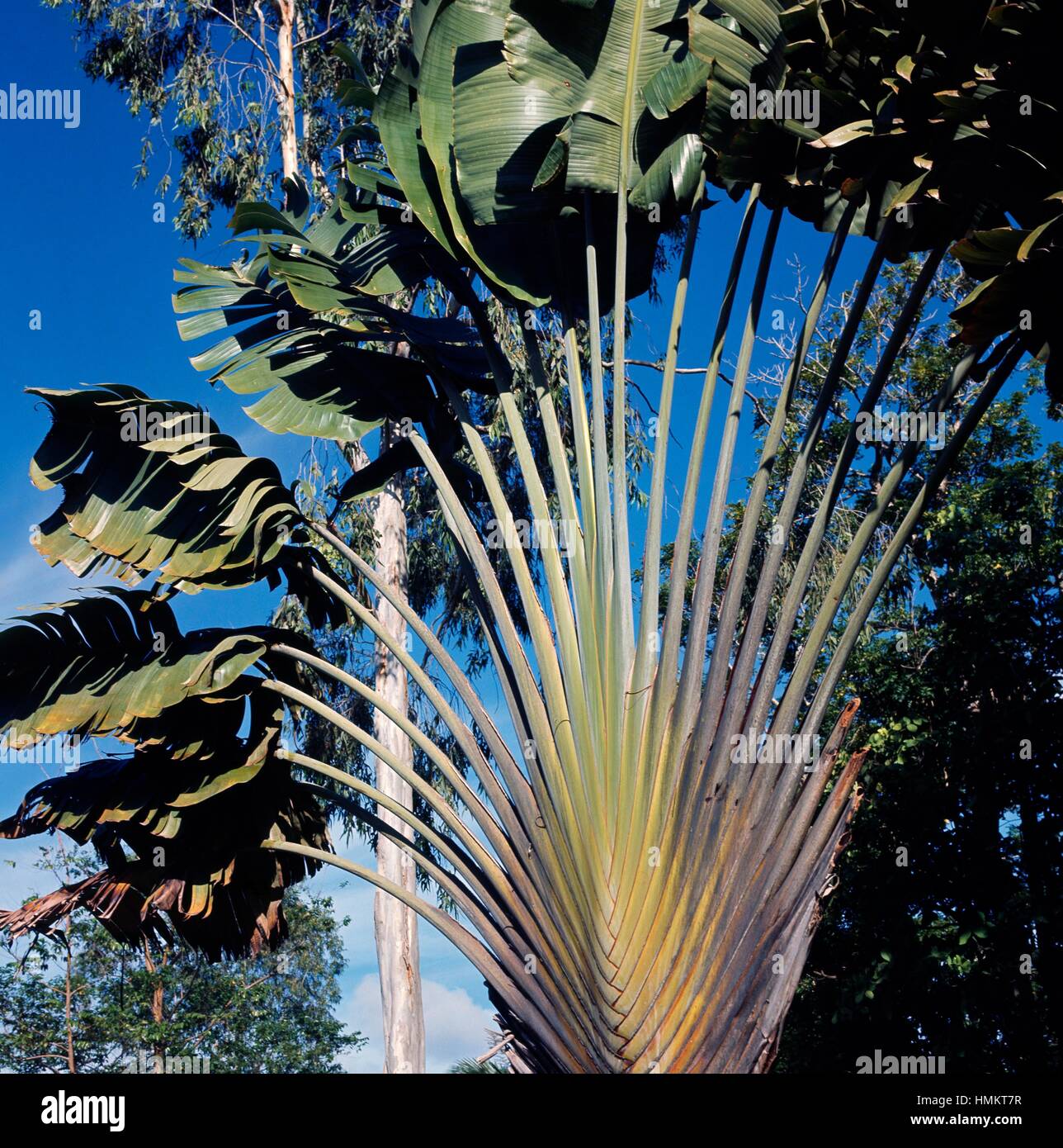 Traveller's Tree or Traveller's Palm (Ravenala madagascariensis ...