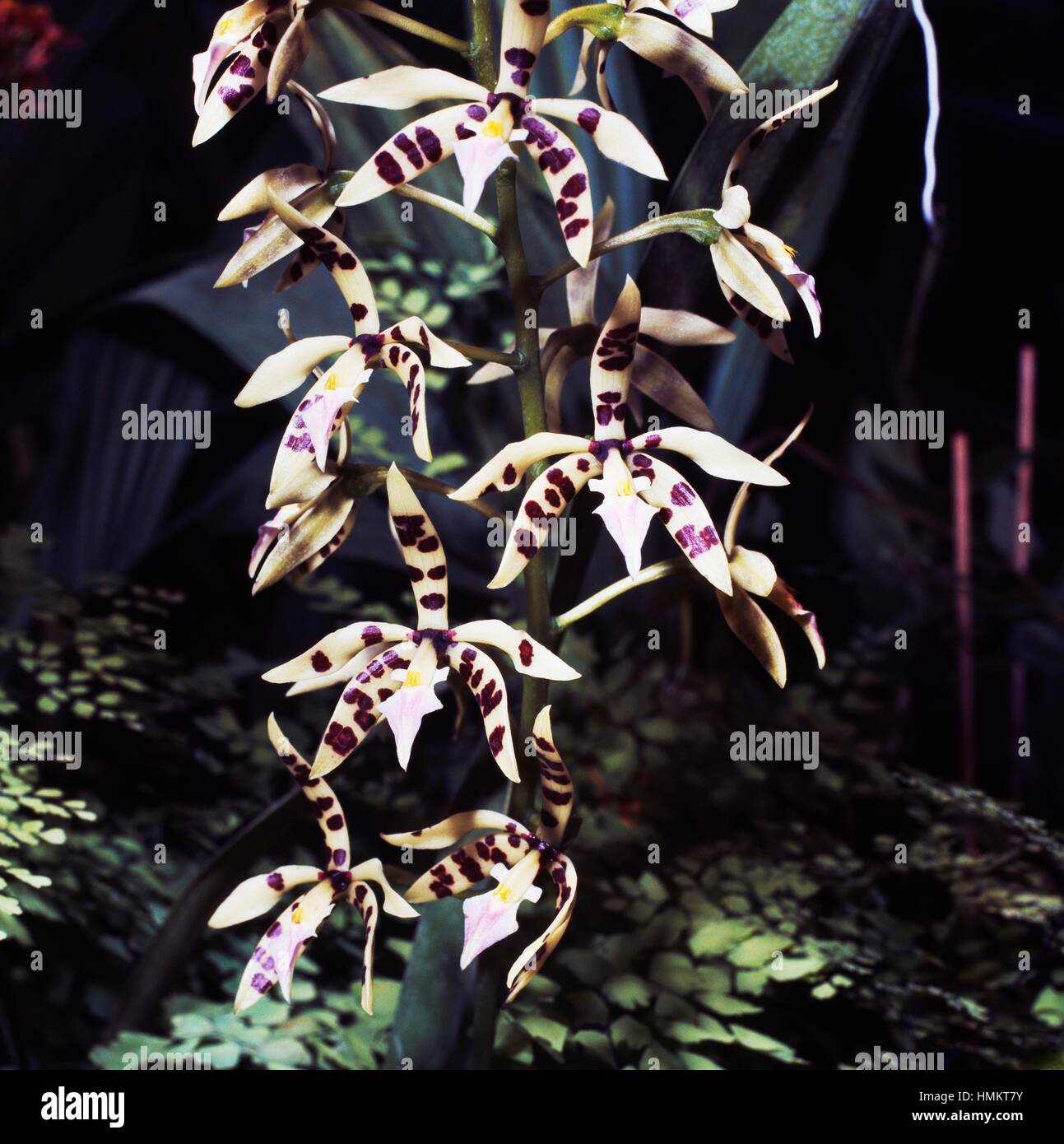 Spotted brassia (Brassia maculata), Orchidaceae. Stock Photo