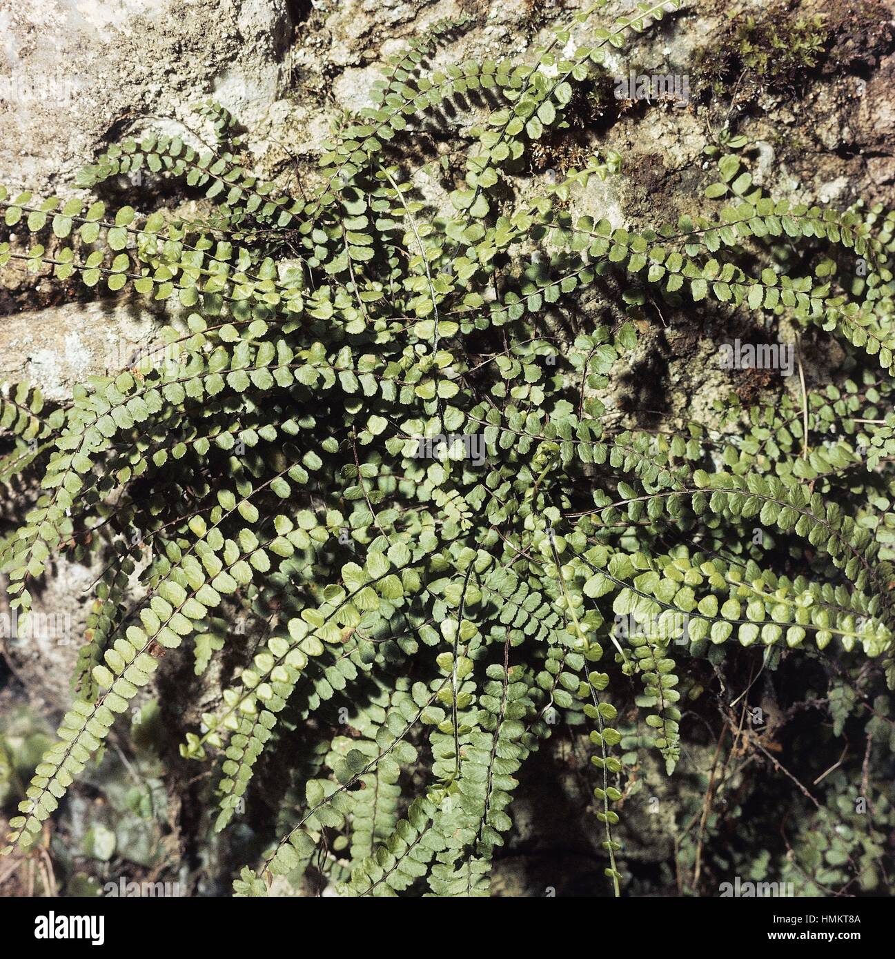 Maidenhair Spleenwort (Asplenium trichomanes), Aspleniaceae. Stock Photo