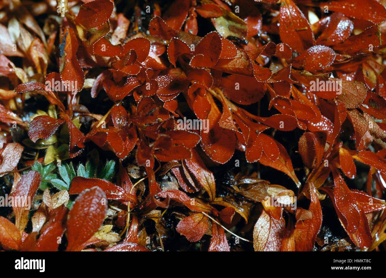 Alpine Bearberry, Mountain Bearberry or Black Bearberry (Arctostaphylos alpina), Ericaceae. Stock Photo