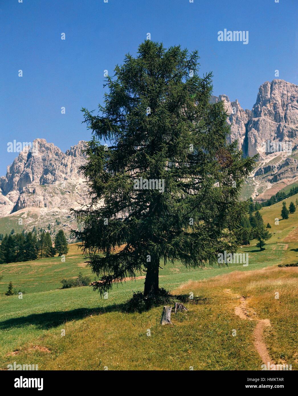 European Silver Tree Silver fir or European silver fir (Abies alba o Abies pectinata ...