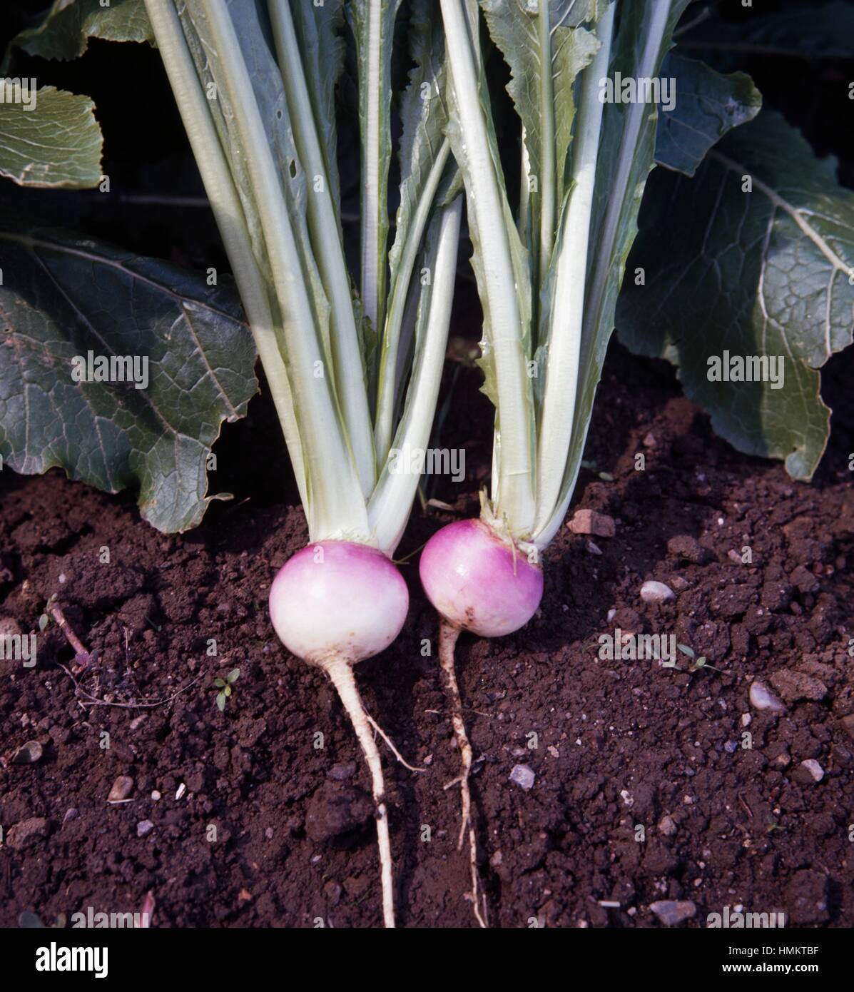Turnip (Brassica rapa), Brassicaceae Stock Photo Alamy