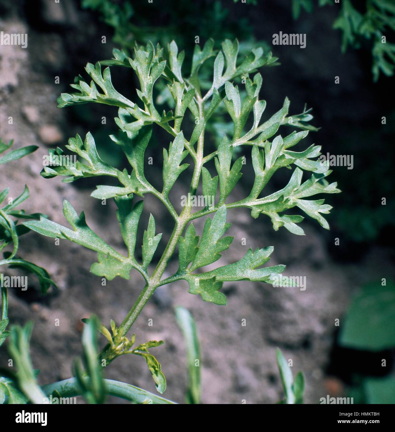 Watercress (Nasturtium officinale), Brassicaceae. Stock Photo