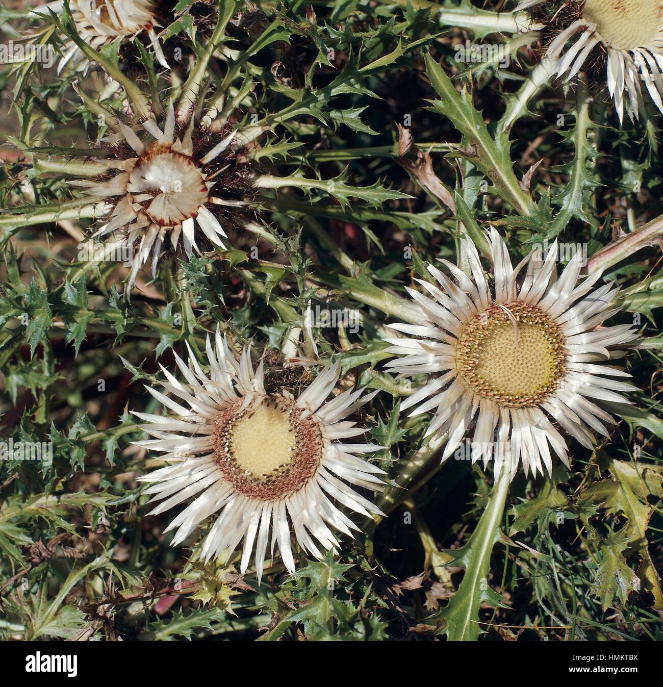 Dwarf carline thistle, or Silver thistle (Carlina acaulis), Asteraceae. Stock Photo