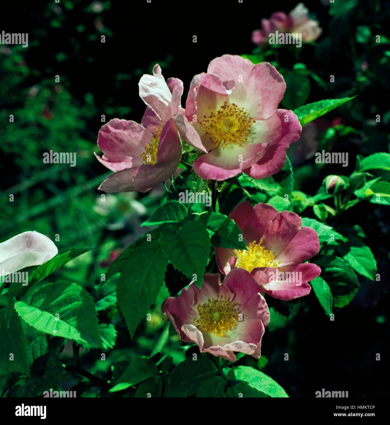 Rose (Rosa Germanica), Rosaceae. Stock Photo