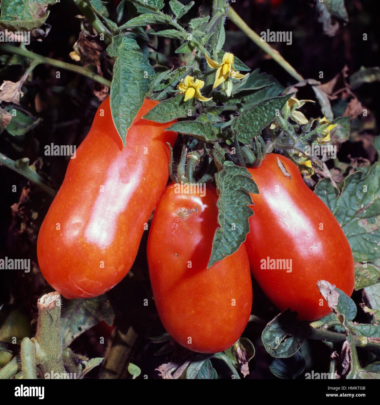 Tomatoes (Solanum lycopersicum or Lycopersicon esculentum), Solanaceae. Stock Photo