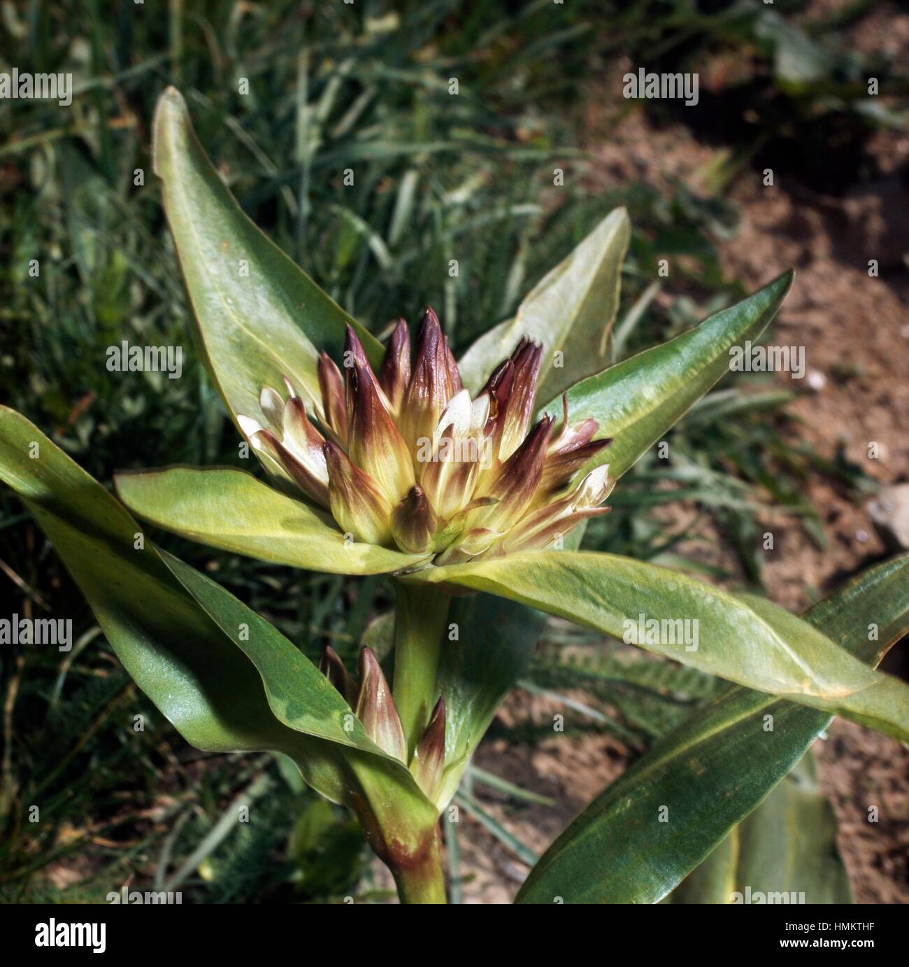 Tibetan gentian (Gentiana tibetica), Gentianaceae. Stock Photo