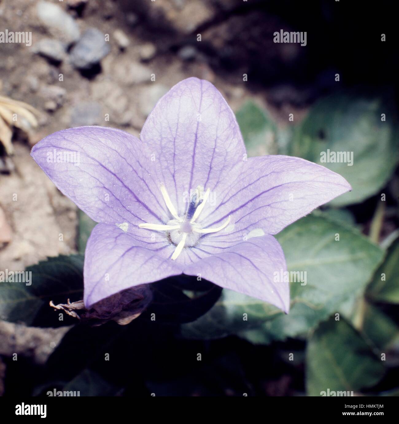 Bellflower (Campanula sp), Campanulaceae. Stock Photo