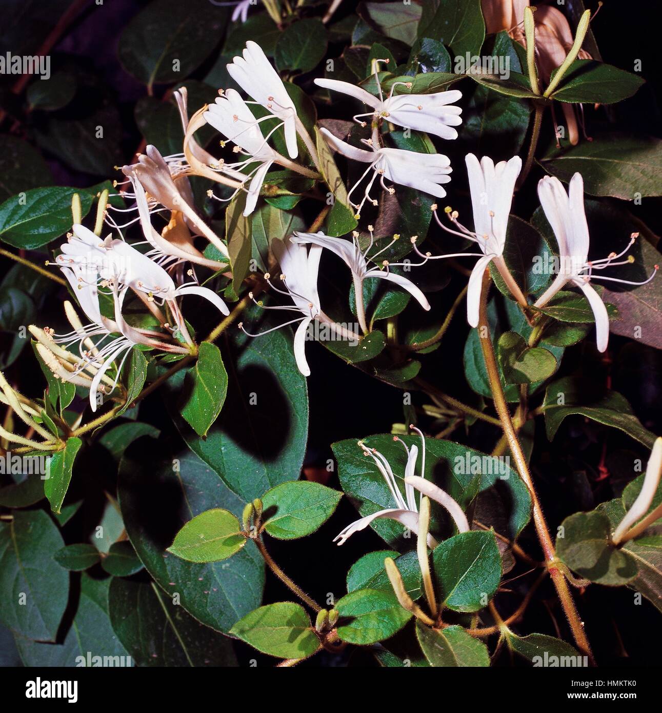 Goat-leaf honeysuckle, Italian honeysuckle (Lonicera caprifolium), Caprifoliaceae. Stock Photo