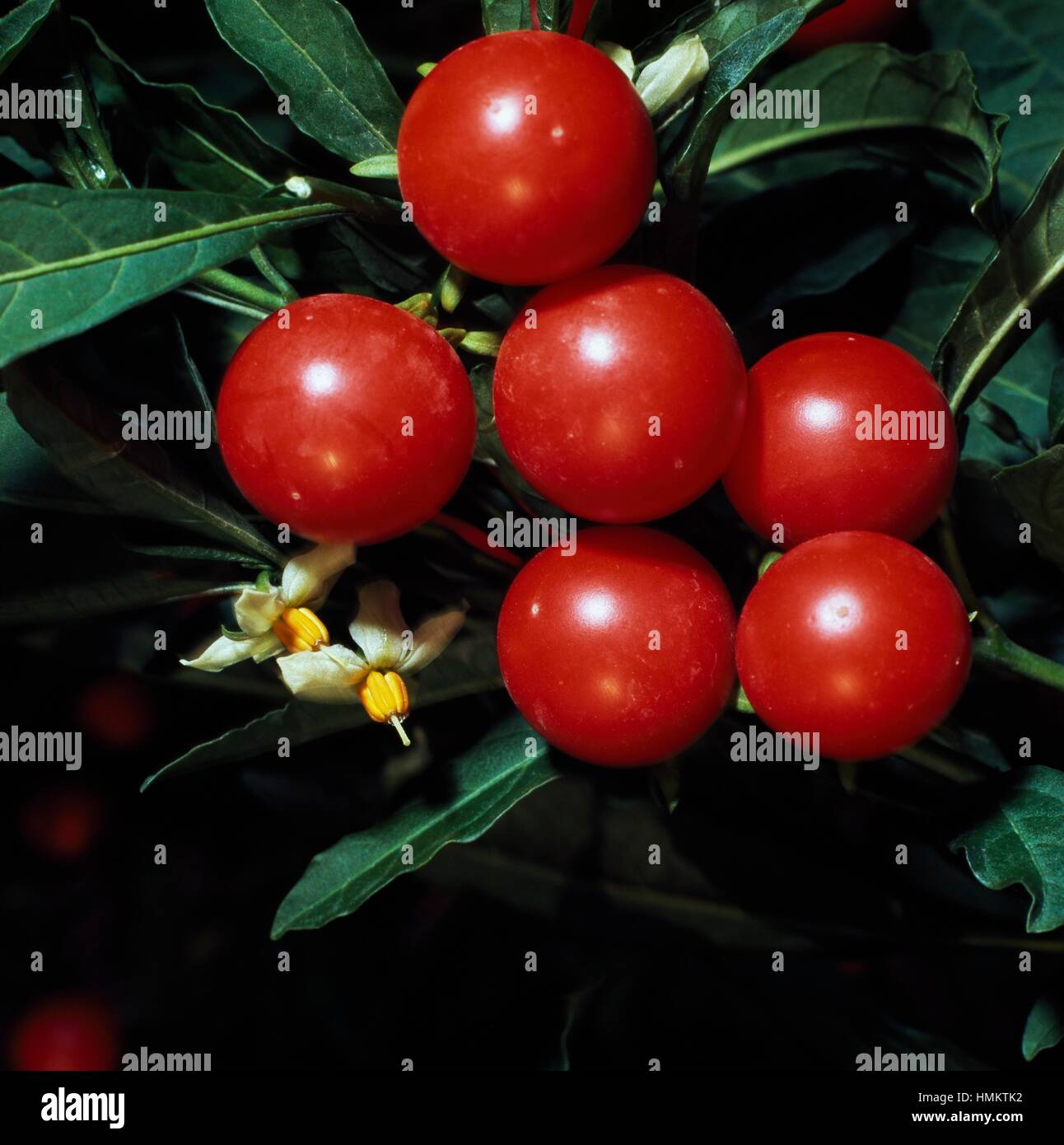 Jerusalem Cherry berries (Solanum pseudocapsicum), Solanaceae Stock