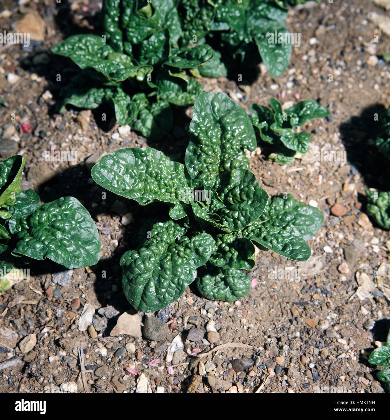 Spinach, Riccio d'Asti variety (Spinacia oleracea), Chenopodiaceae. Stock Photo