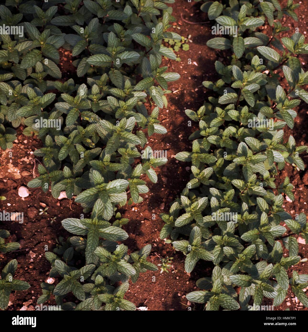 Spearmint or Spear mint (Mentha spicata), Lamiaceae. Stock Photo