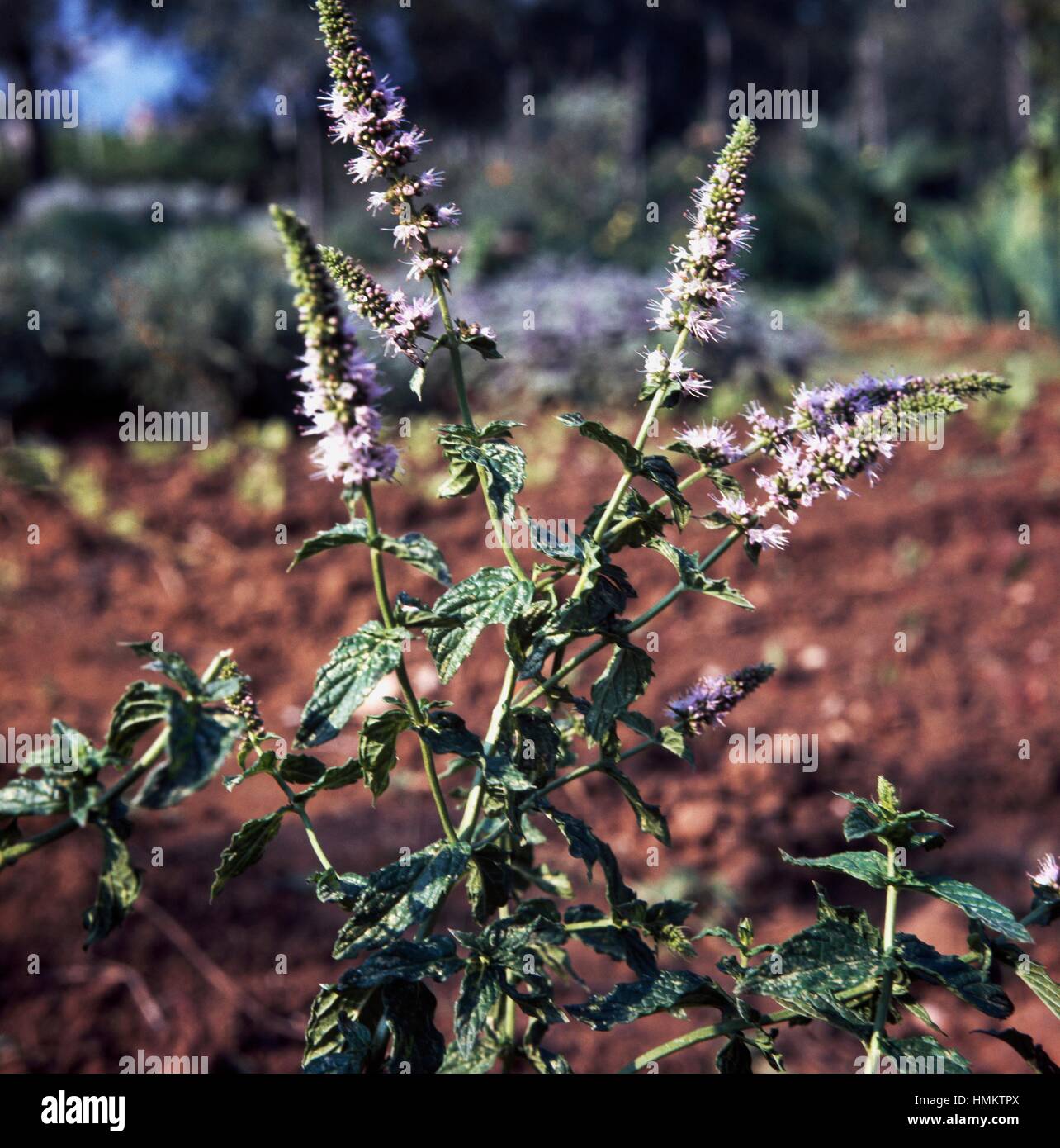 Peppermint (Mentha x piperita), Lamiaceae. Stock Photo