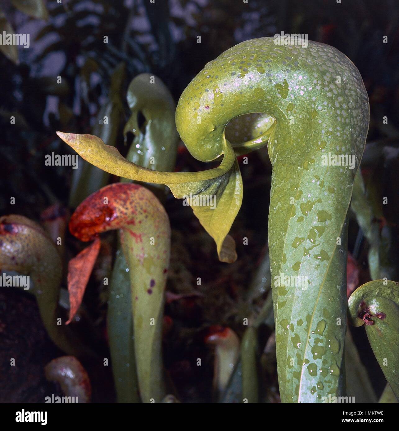 Cobra Plant High Resolution Stock Photography and Images - Alamy