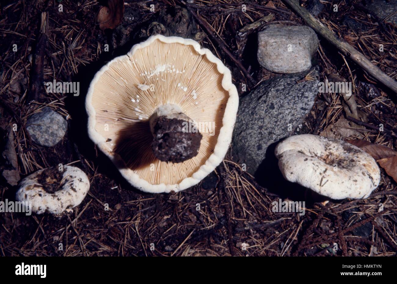 Fleecy milk-cap (Lactarius vellereus), Russulaceae. Stock Photo