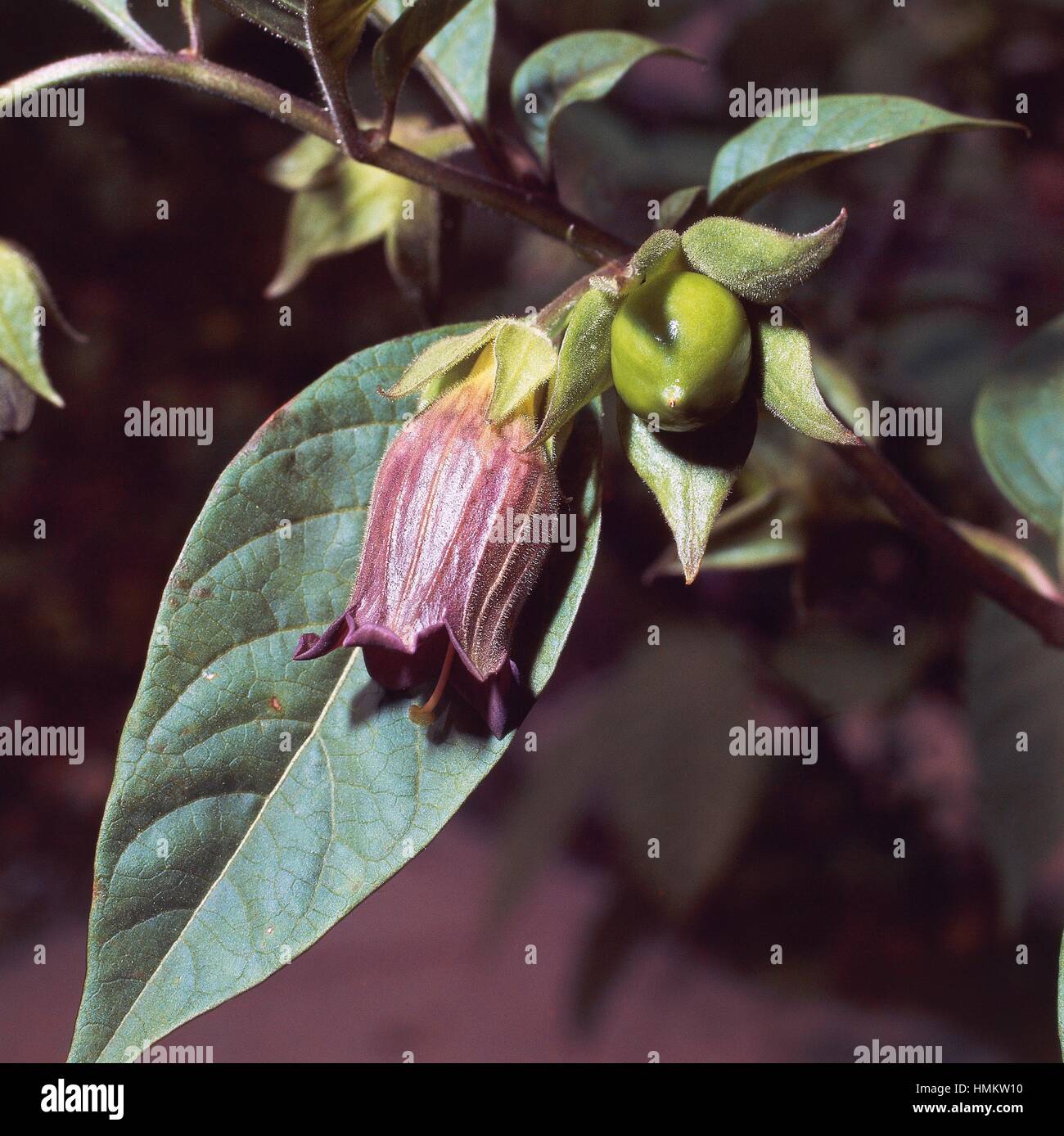 Fruit and flower of Belladonna (Atropa belladonna), Solanaceae. Stock Photo