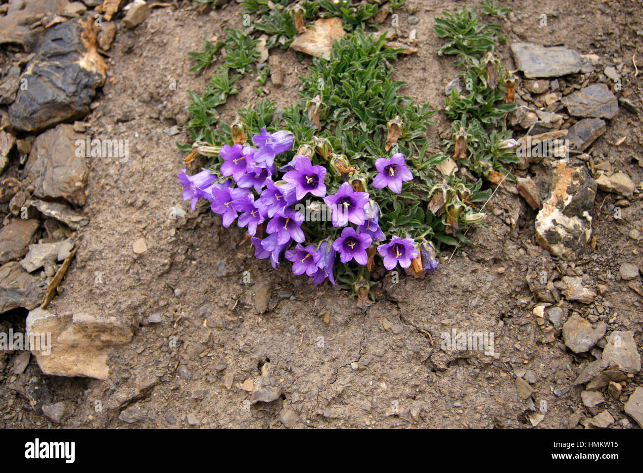 Berg-Blumen, Alpen. Stock Photo