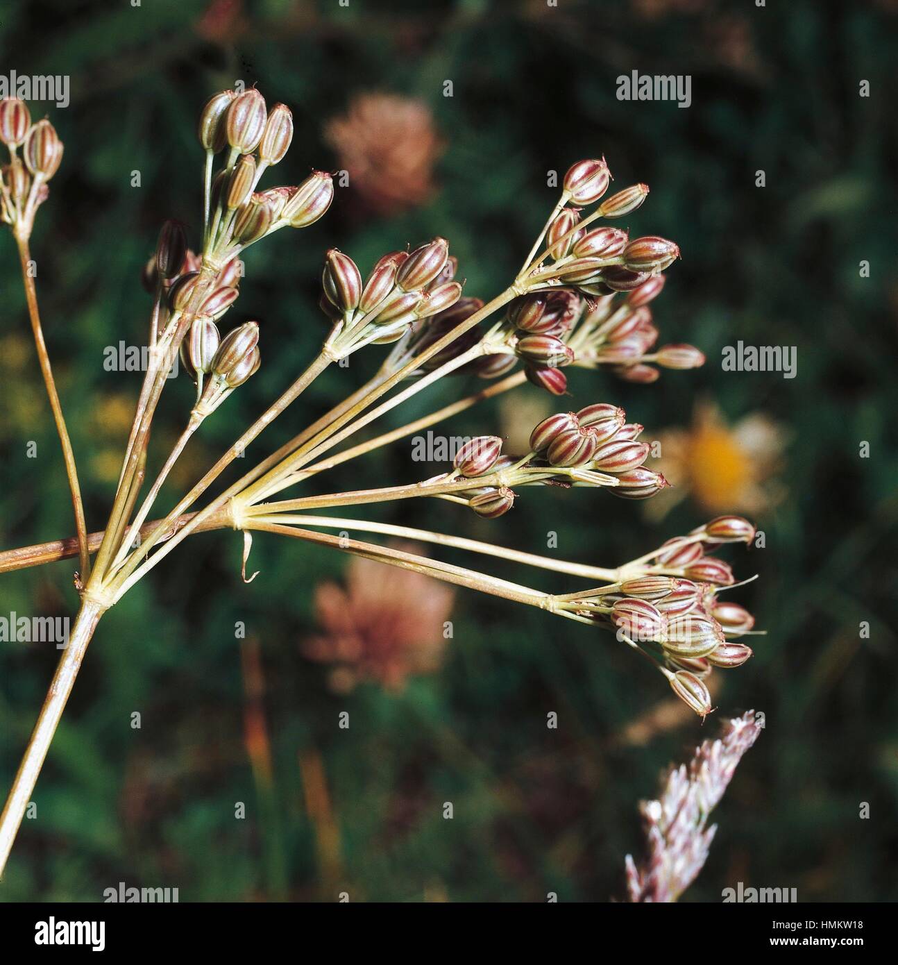 Common Caraway (Carum carvi), Apiaceae. Stock Photo