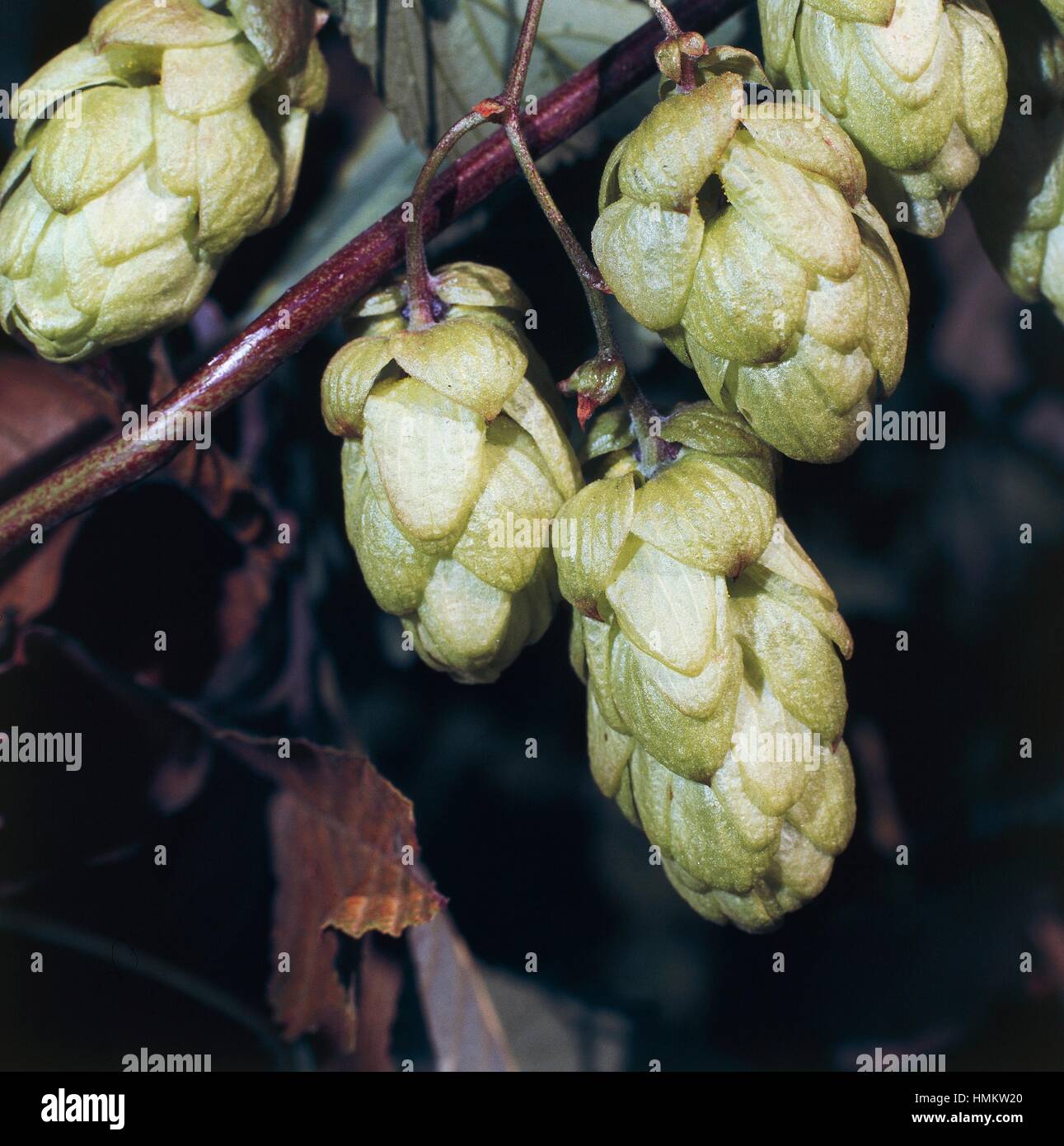 Conical inflorescences, Hop (Humulus lupulus), Cannabaceae Stock Photo ...
