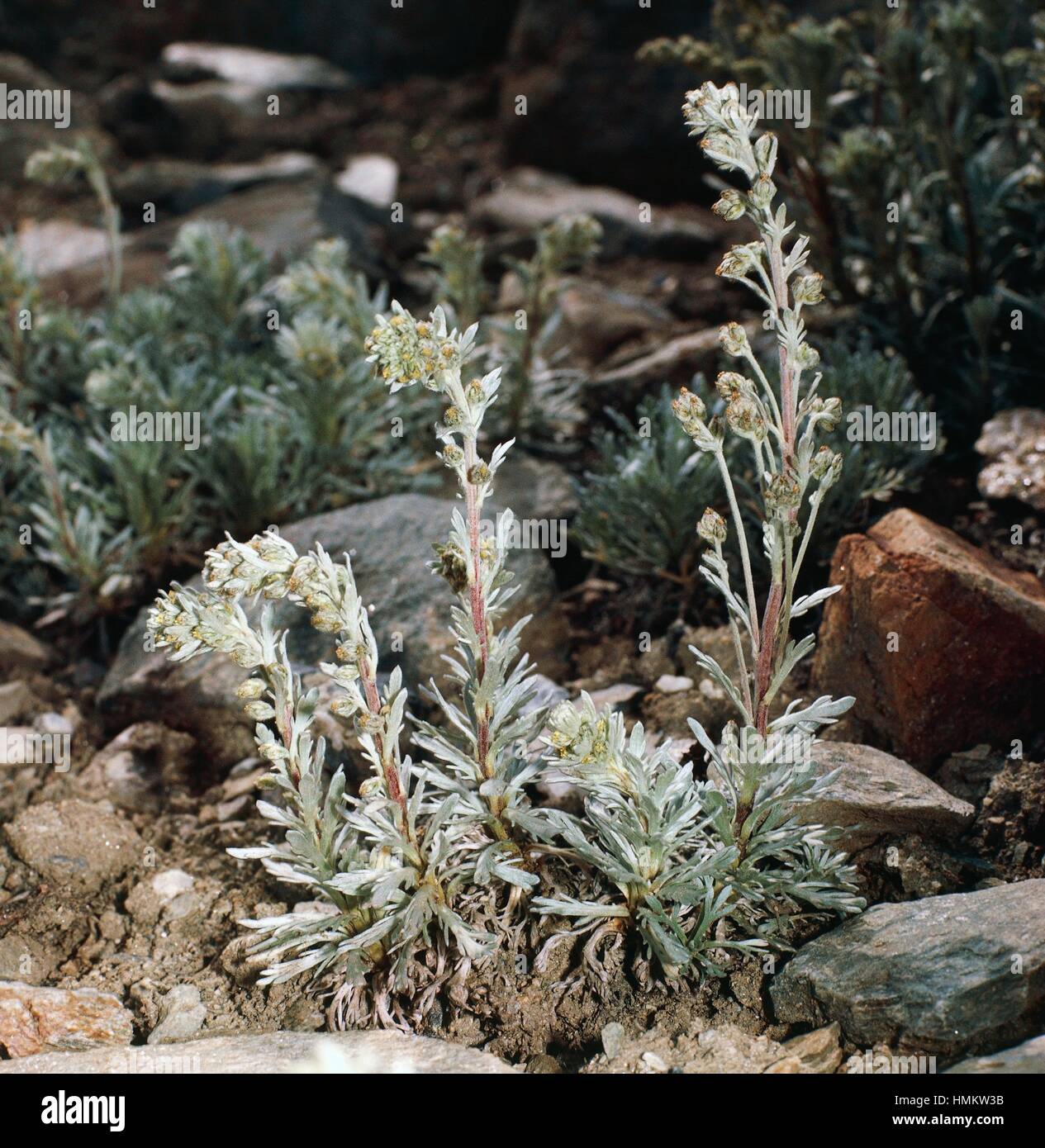 Black Wormwood (Artemisia genipi), Asteraceae. Stock Photo