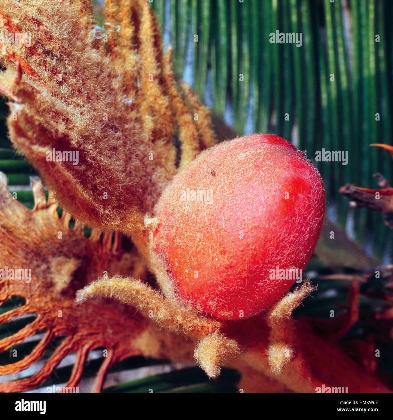 King sago palm infructescence (Cycas revoluta), Cicadacee. Stock Photo