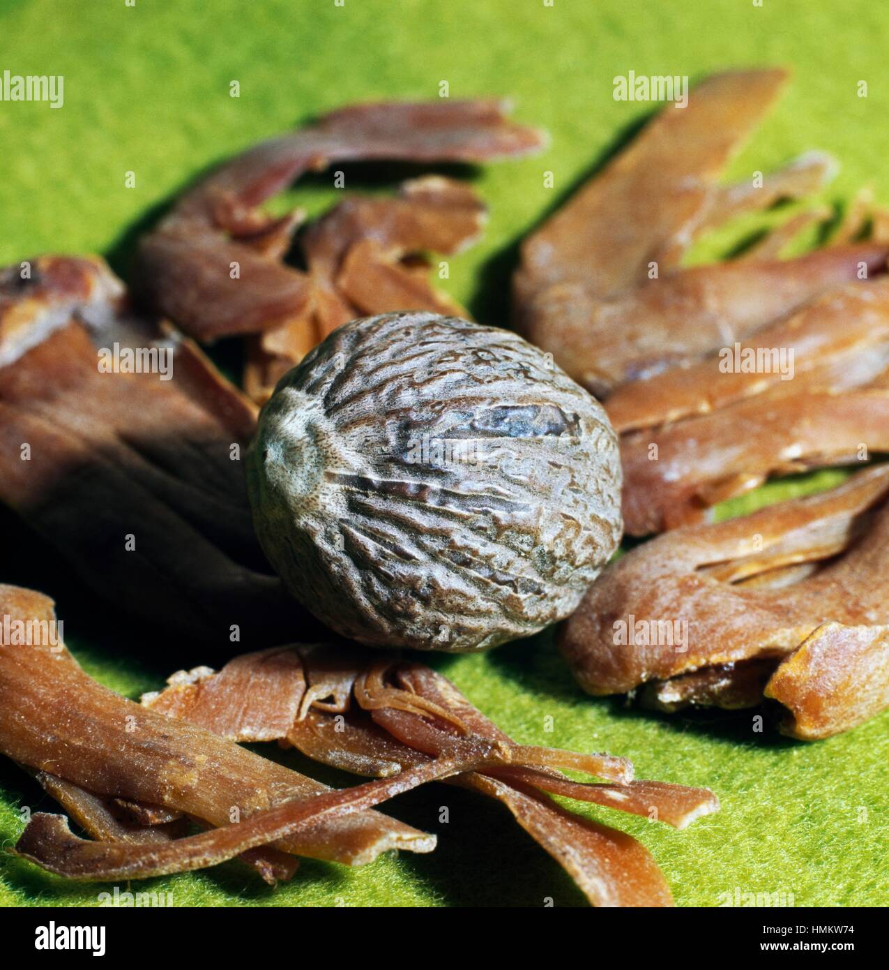 Nutmeg tree seed (Myristica fragrans), Myristicaceae Stock Photo Alamy
