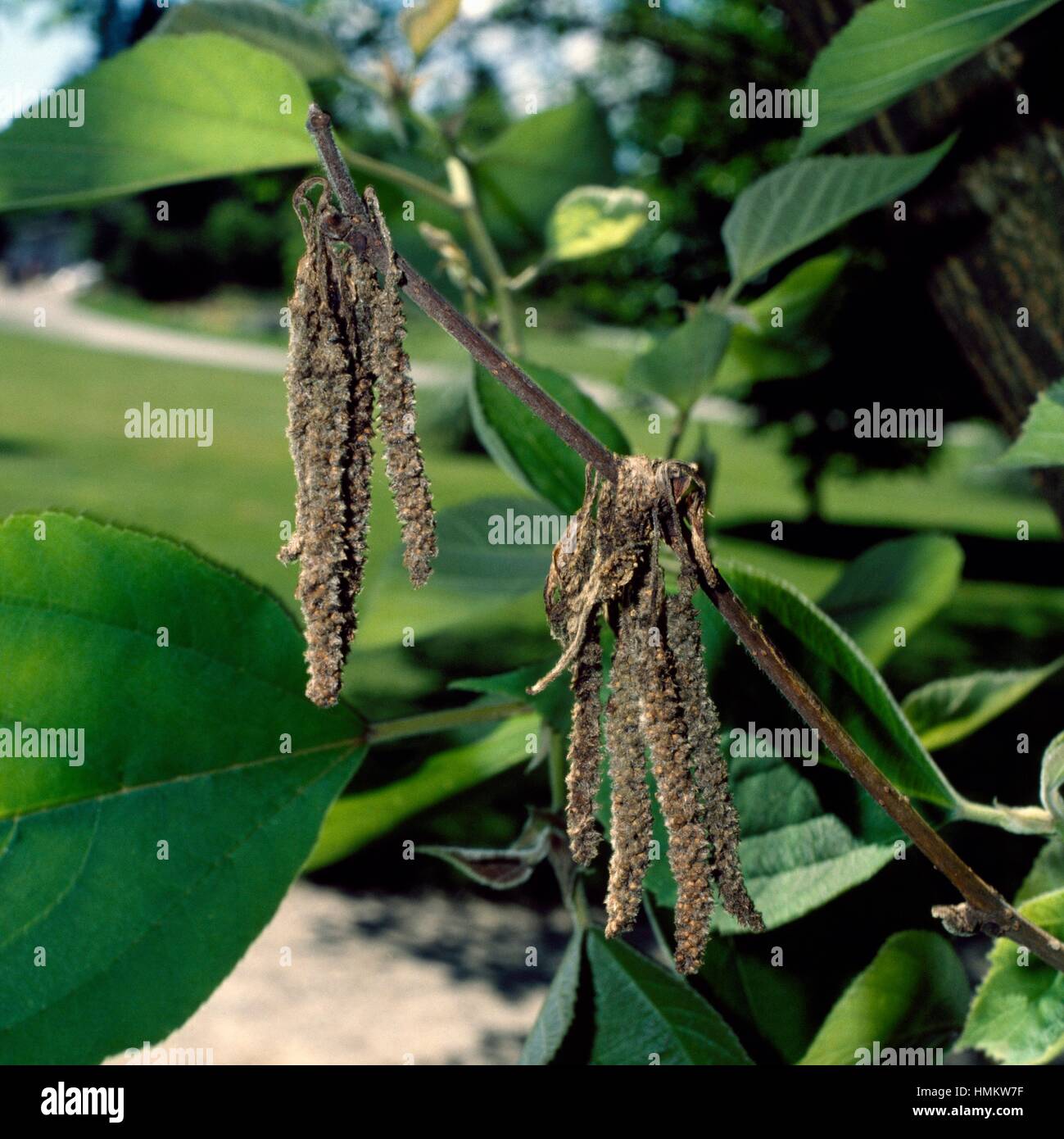 Paper Mulberry leaves and male flowers (Broussonetia papyrifera), Moraceae. Stock Photo